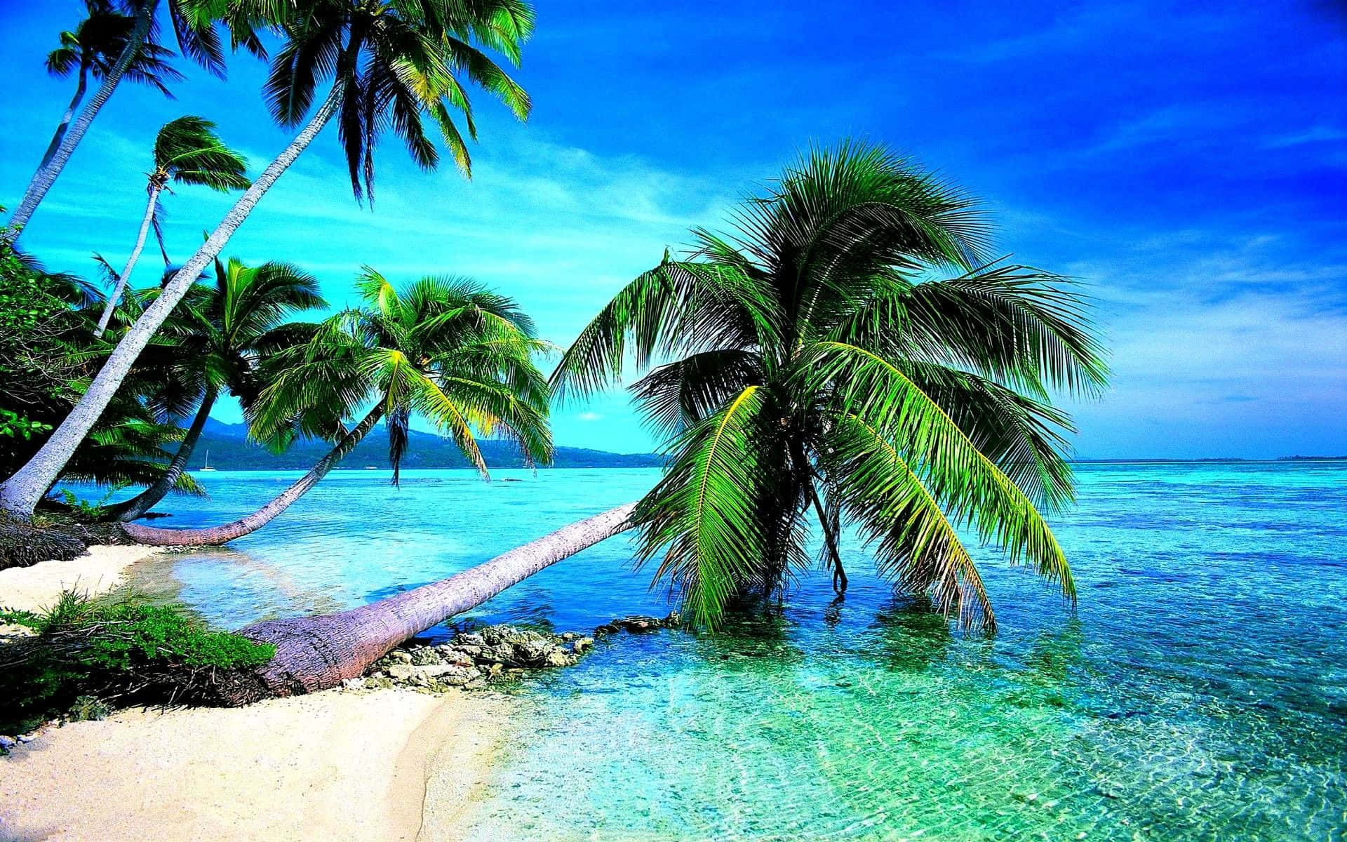 Bent Palm Trees Beach Themed Background