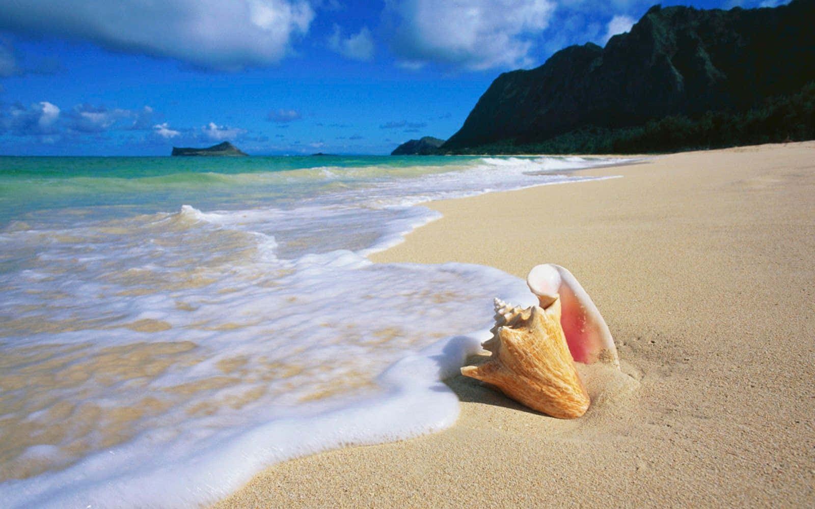 Conch Shell Beach Themed Background