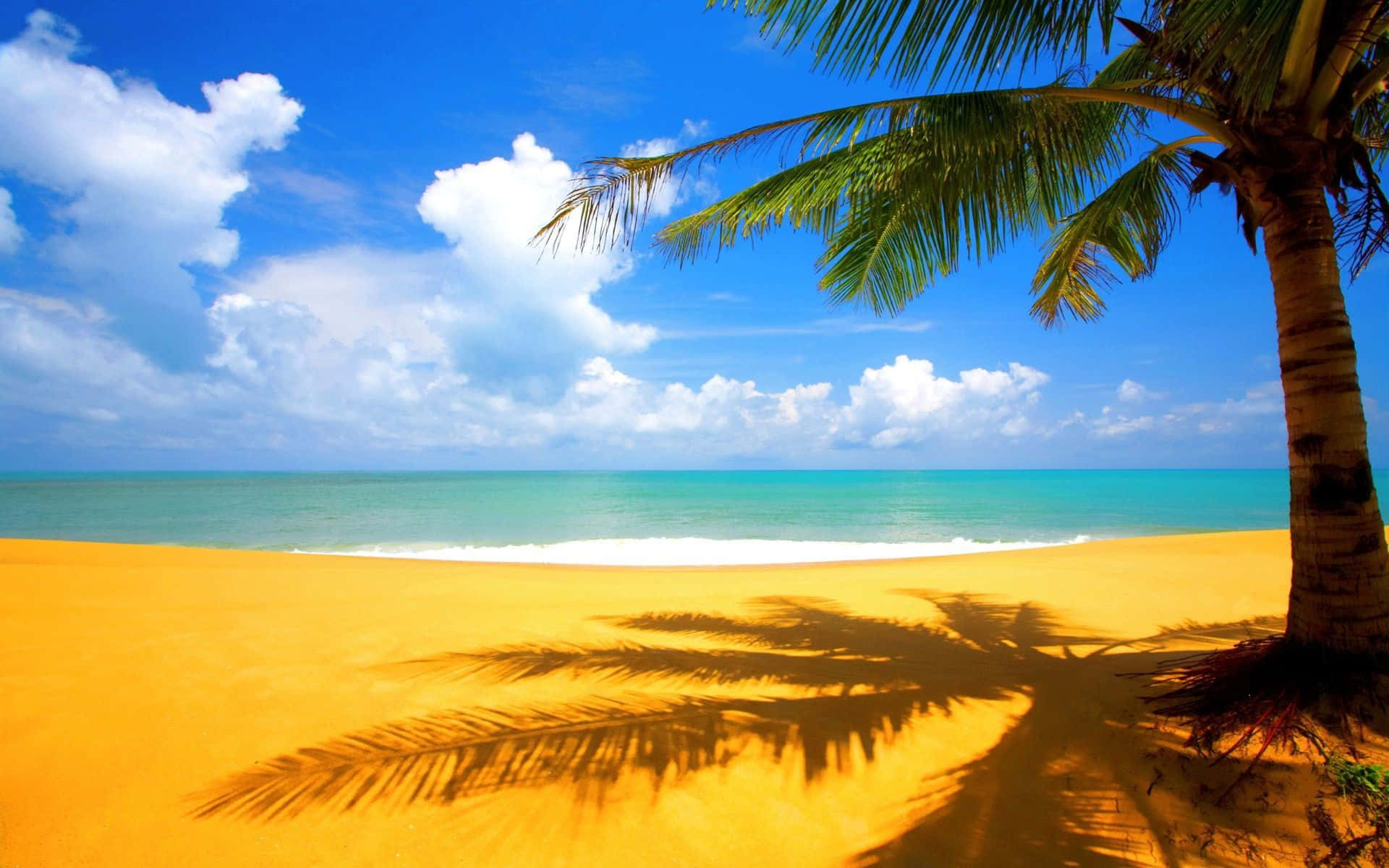 Paml Tree Shadow Beach Themed Background