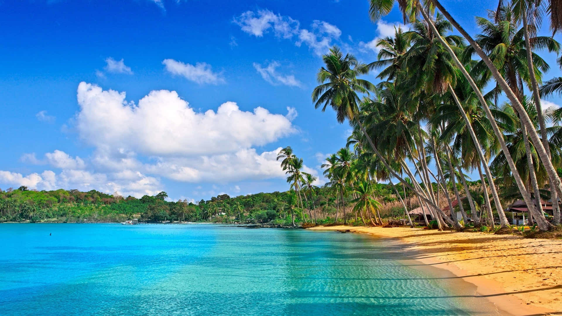 Tropical Trees Beach Themed Background