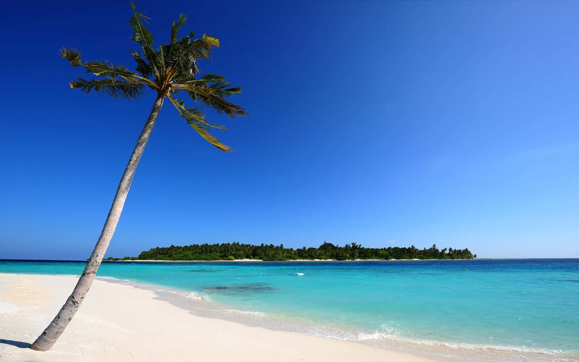 Single Palm Tree Beach Themed Background