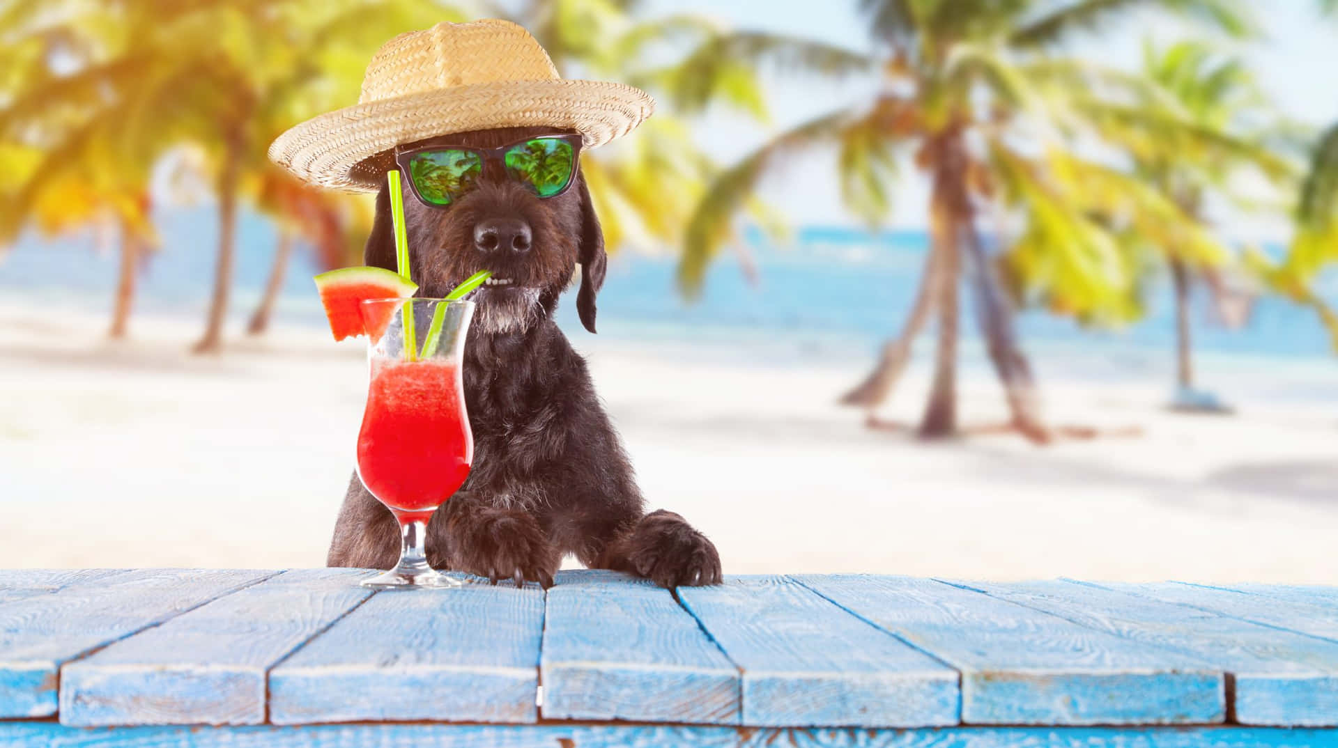 Beach Vacation Dog With Cocktail.jpg Wallpaper
