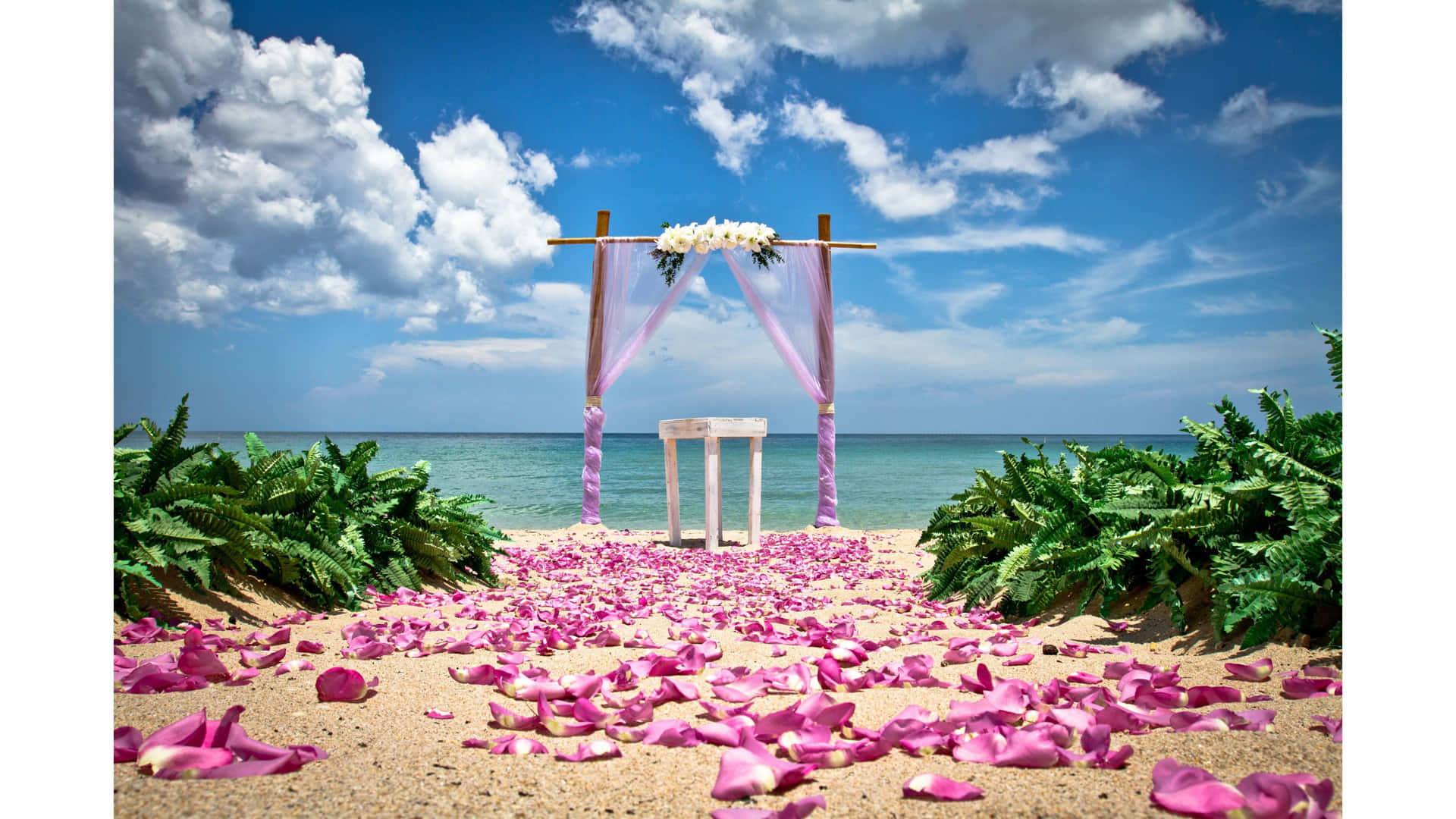 Beach Wedding Pink Petals Picture
