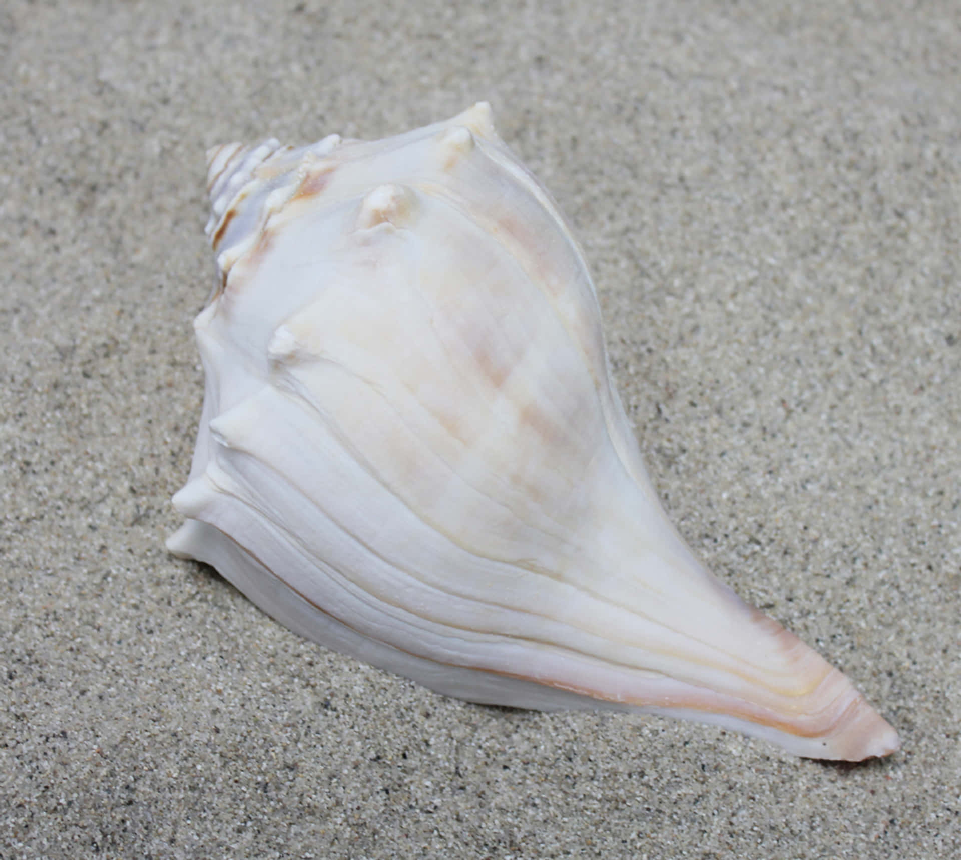 Beach Whelk Shellon Sand Wallpaper