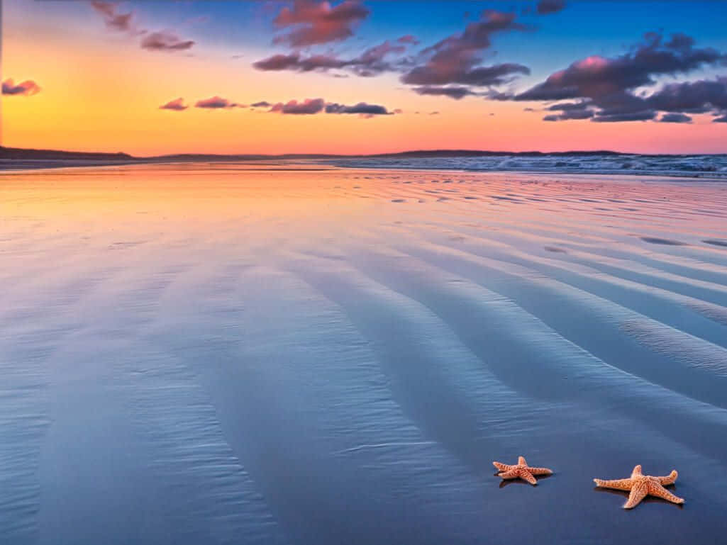 Two Starfish On The Beach At Sunset