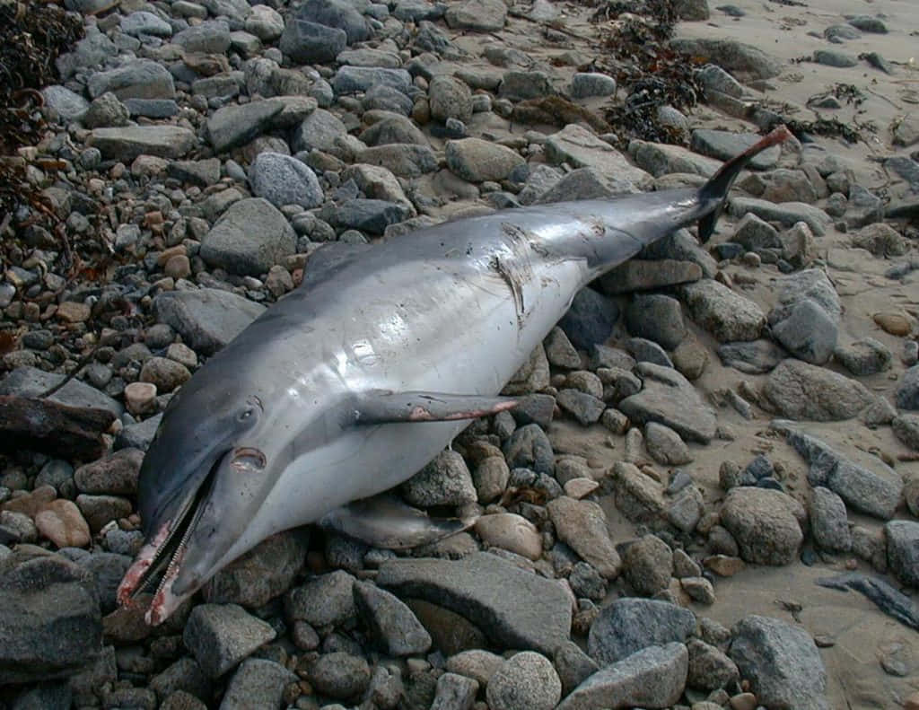 Beached Dolphinon Rocks Wallpaper