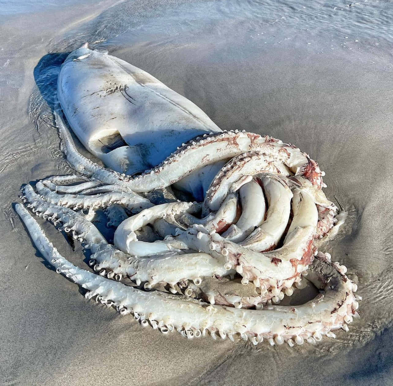 Beached Giant Squid Wallpaper