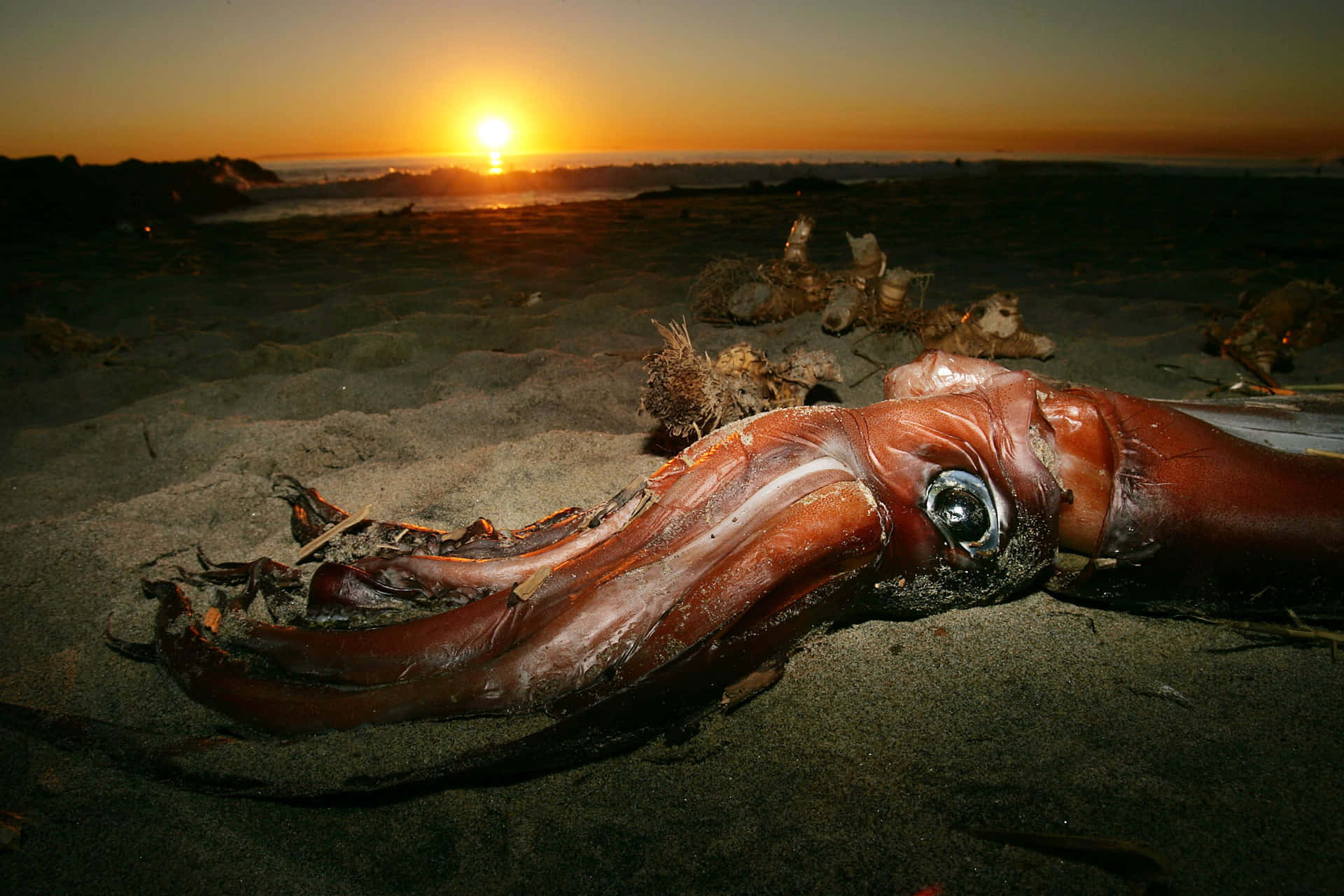 Beached Giant Squid Sunset Wallpaper