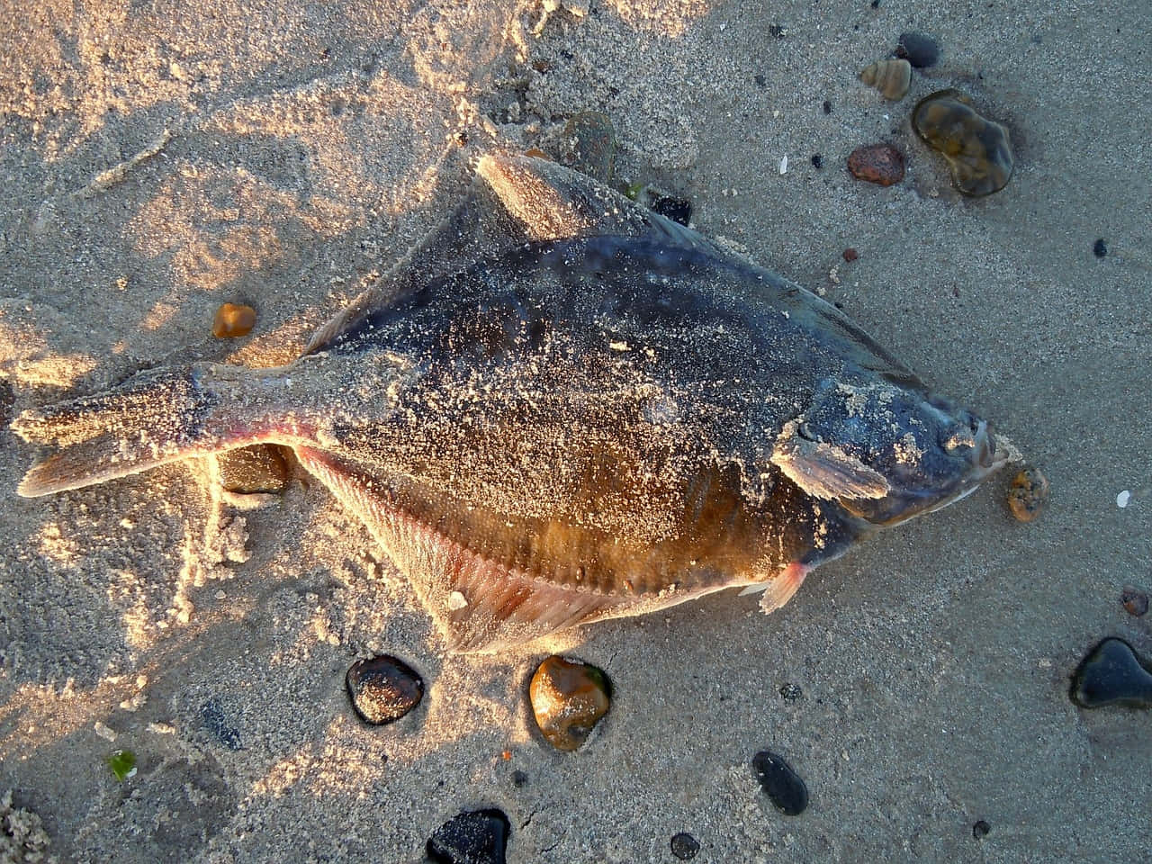 Beached Plaice Fish Sand Wallpaper