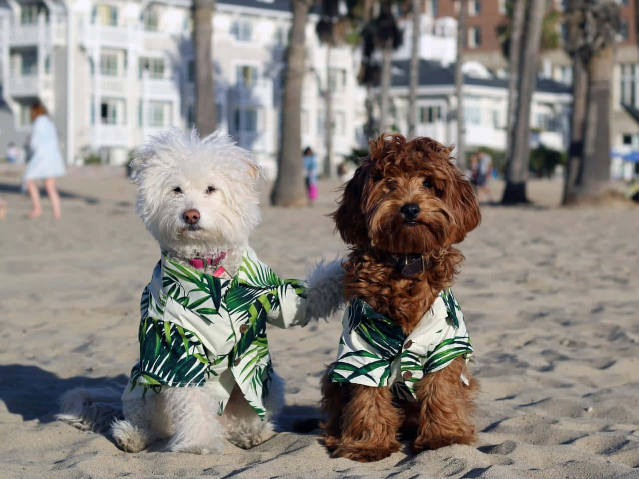 Beachside Dogsin Matching Outfits Wallpaper