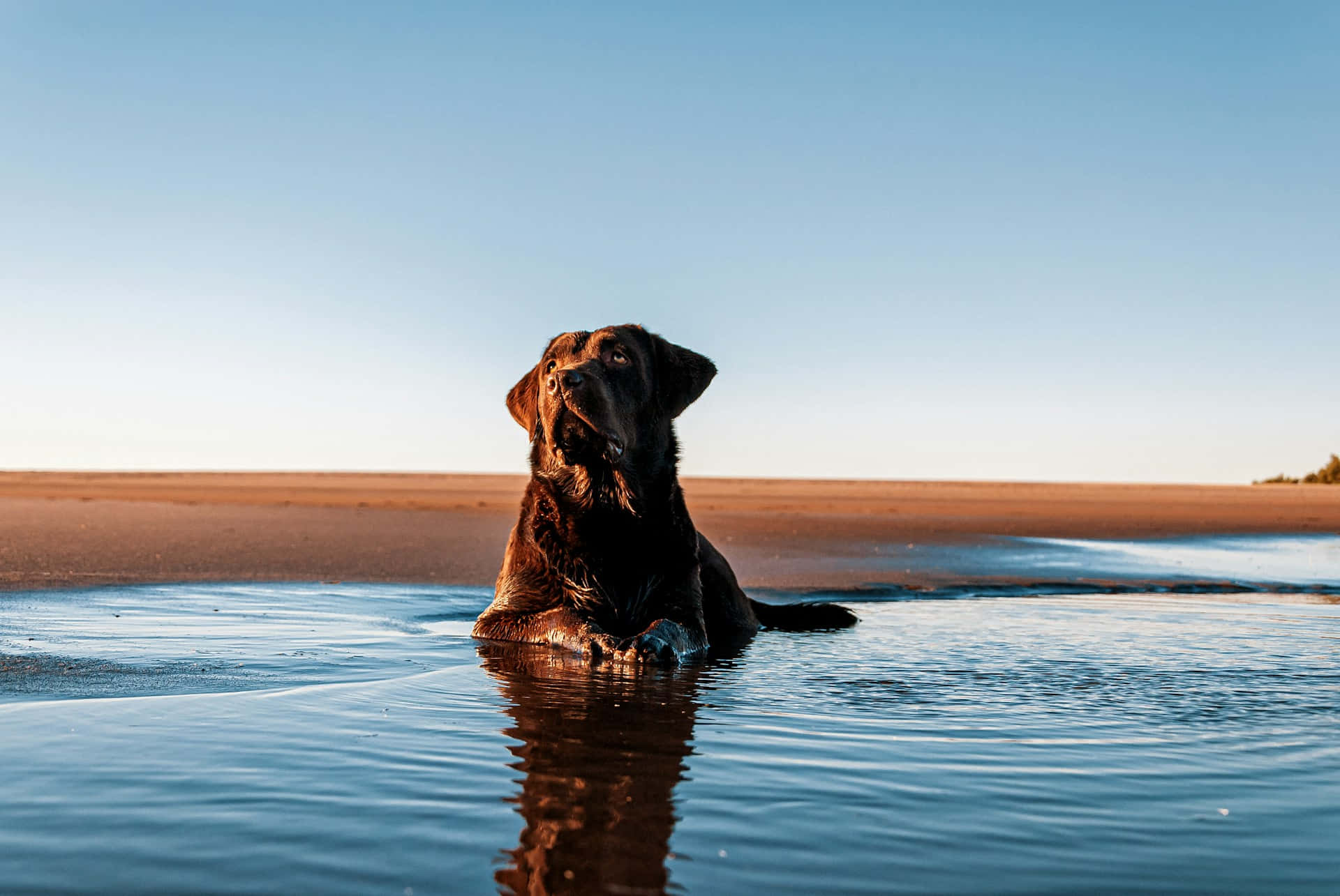 Hond Ontspannen Aan Het Strand Achtergrond