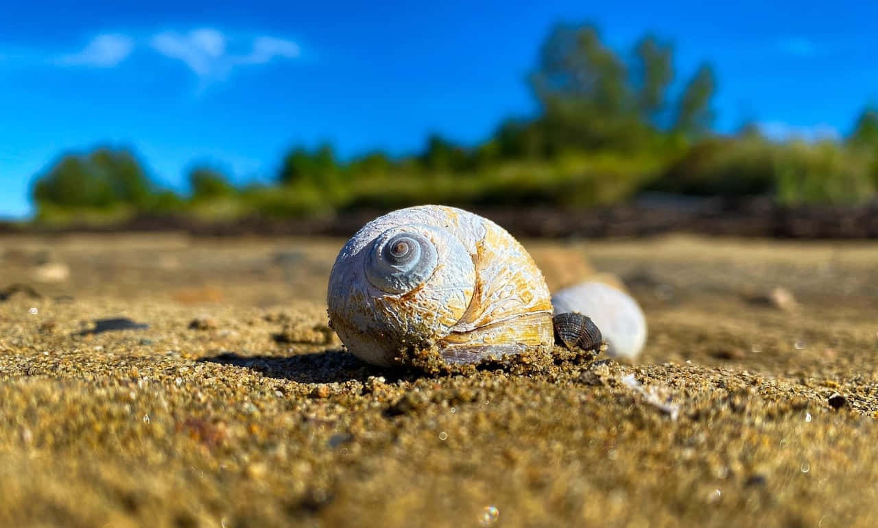 Beachside Sea Snail Shell Wallpaper