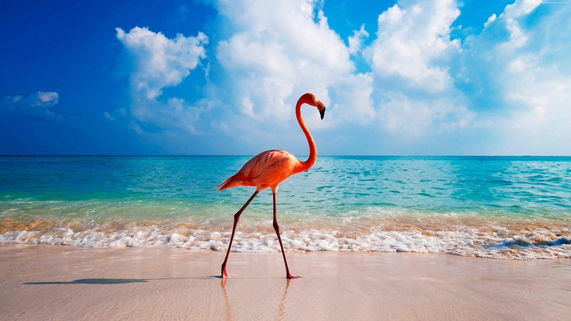 Spend an Unforgettable Day at the Beach with Lovely Flamingos Wallpaper