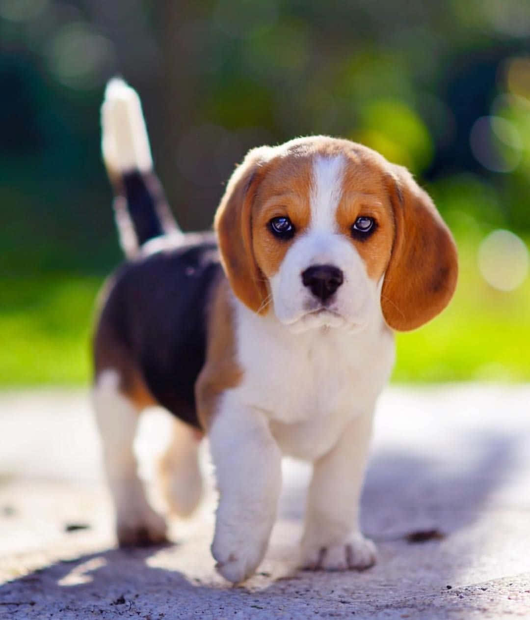 A cute white and tan Beagle puppy