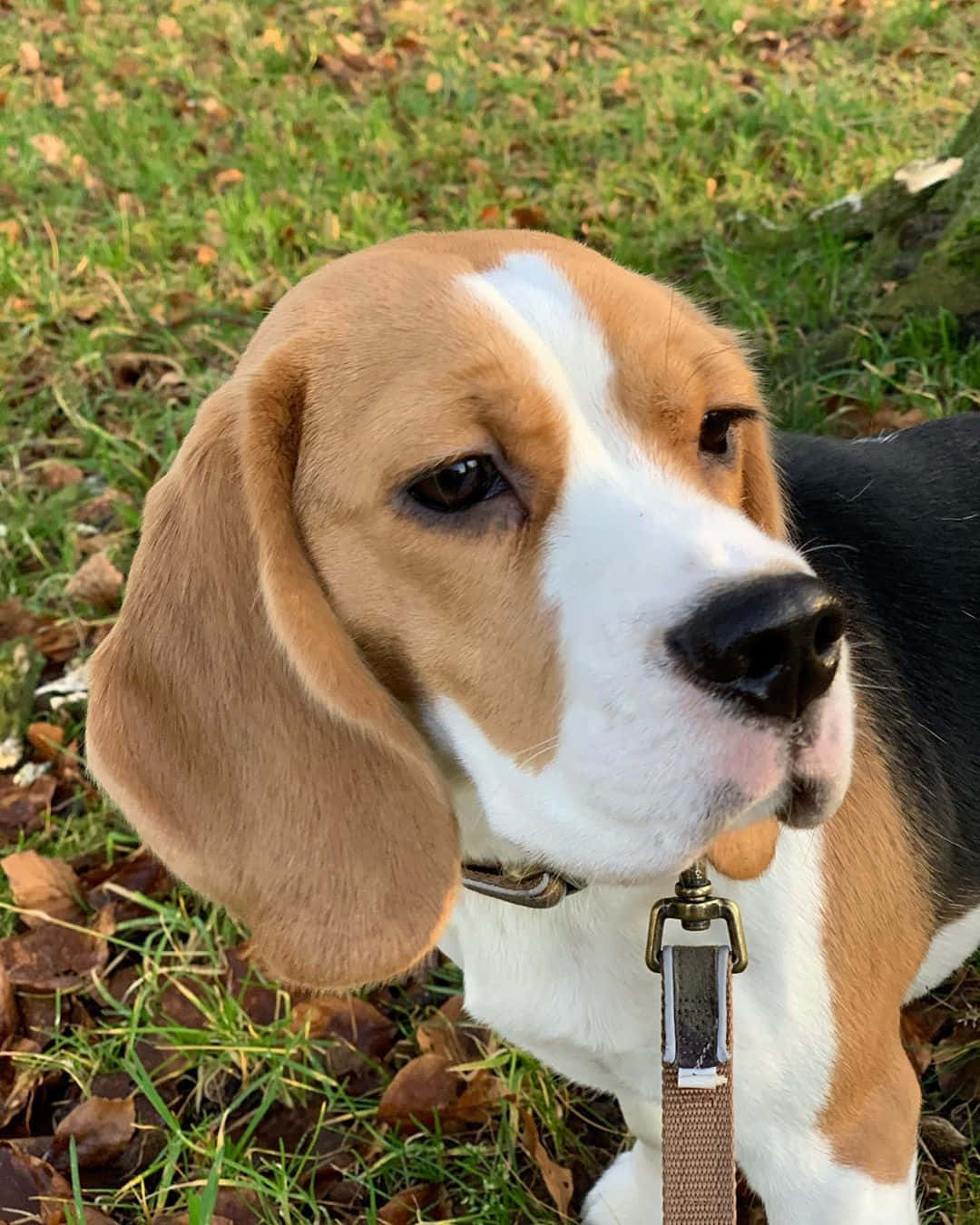 Unfeliz Cachorro De Beagle Disfrutando Del Aire Libre.