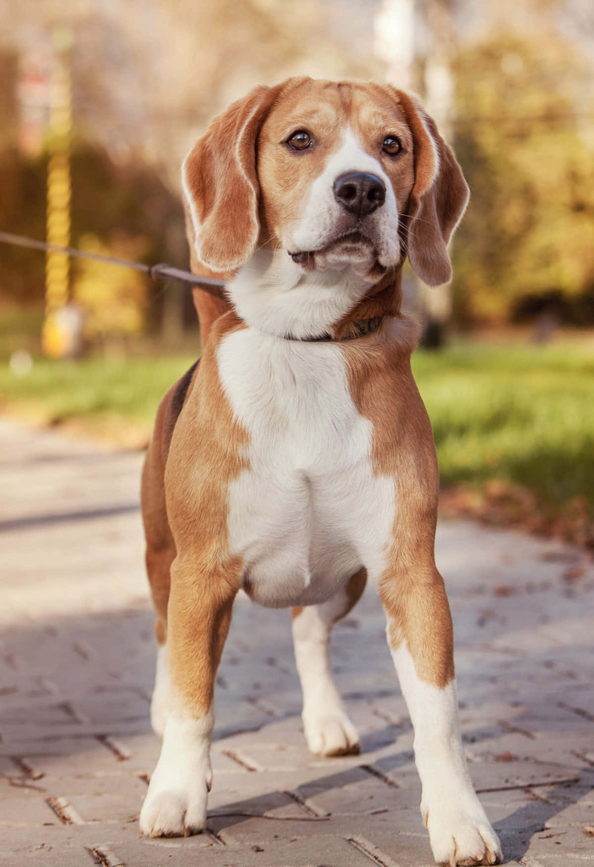“Sitting Pretty: An adorable beagle puppy adorably posing for the camera. ”