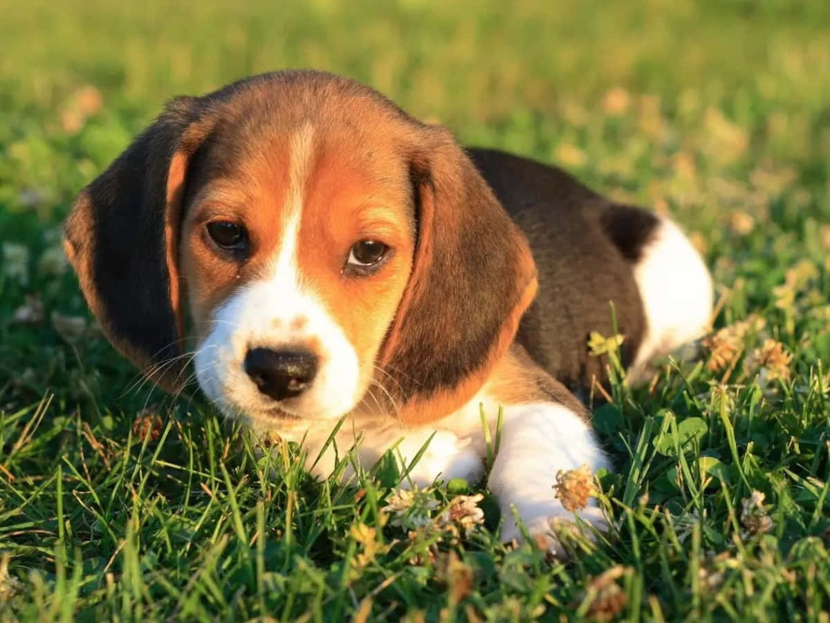 A Beagle Puppy Laying In The Grass