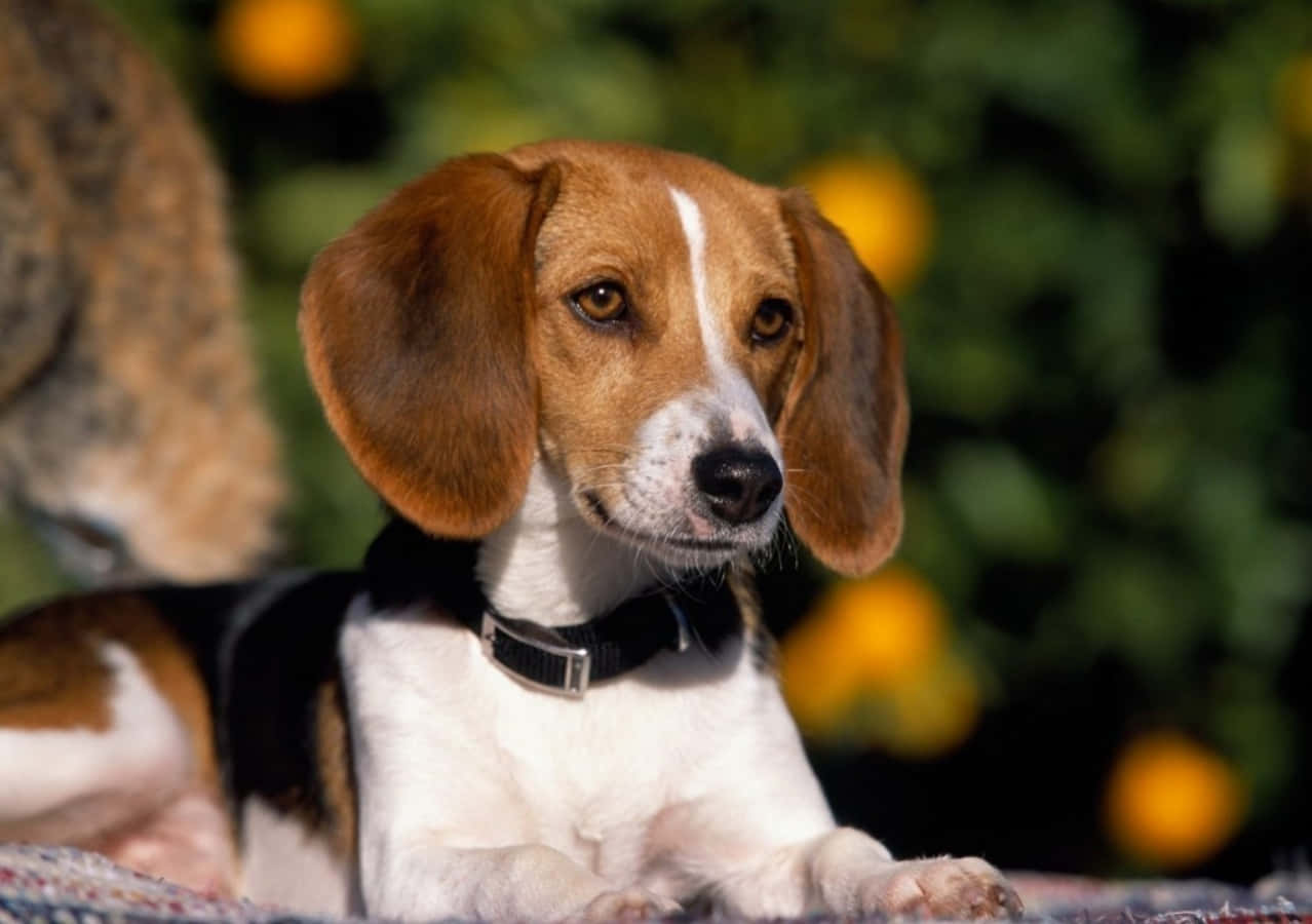 A loving beagle puppy.