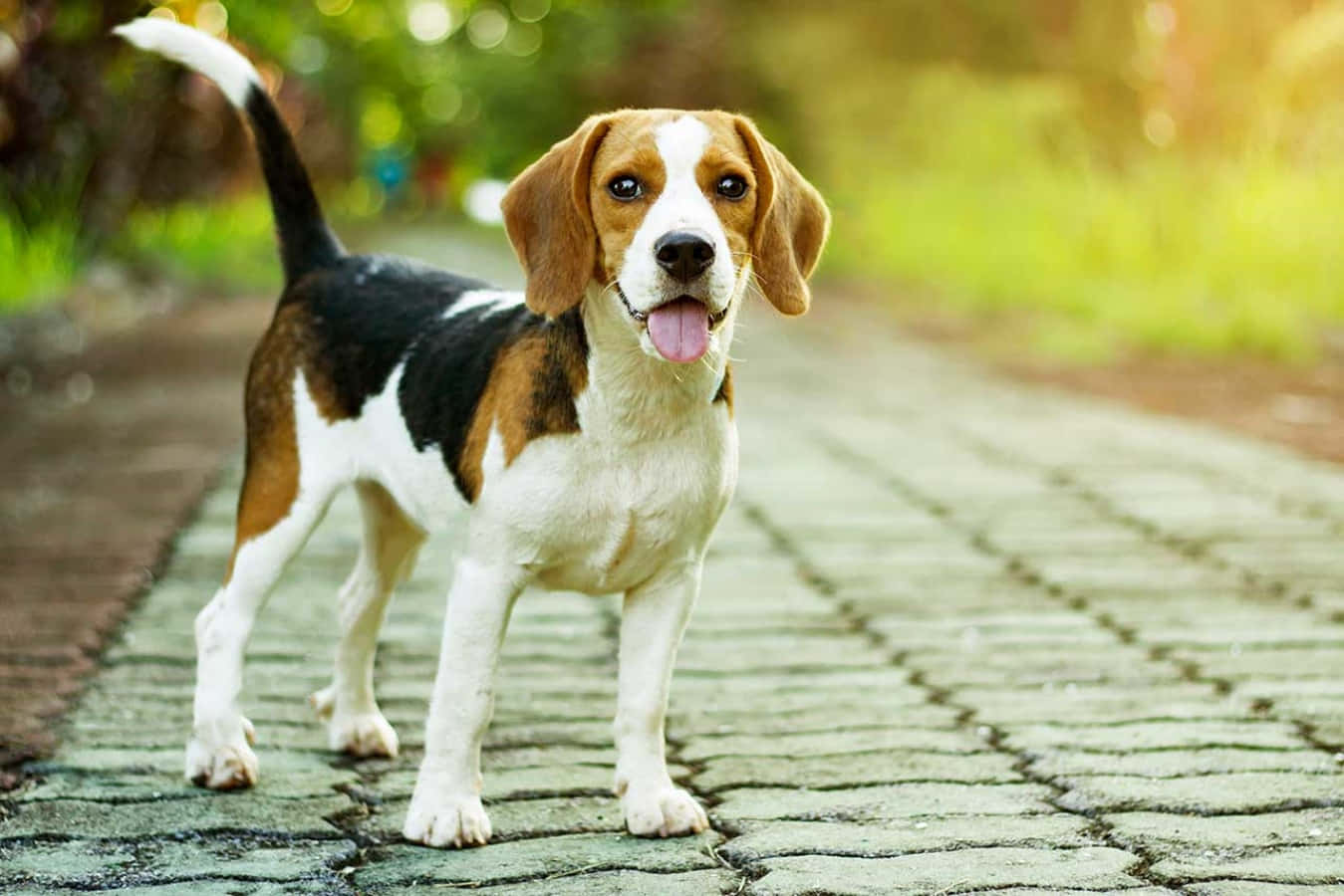 Unperro Beagle Jugando A Buscar En El Patio Trasero.