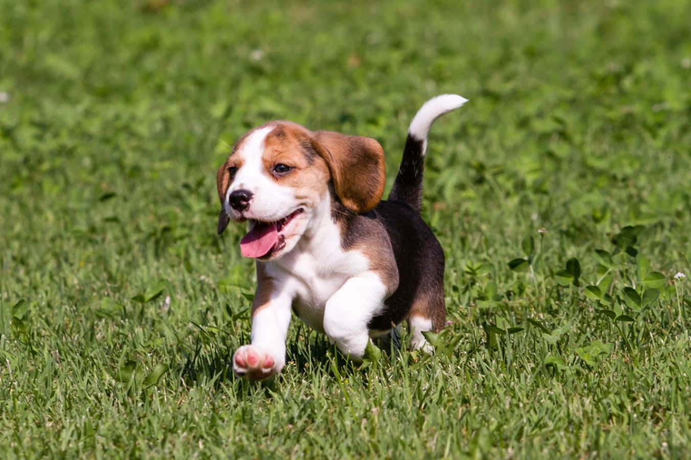 Adorable Beagle Pup