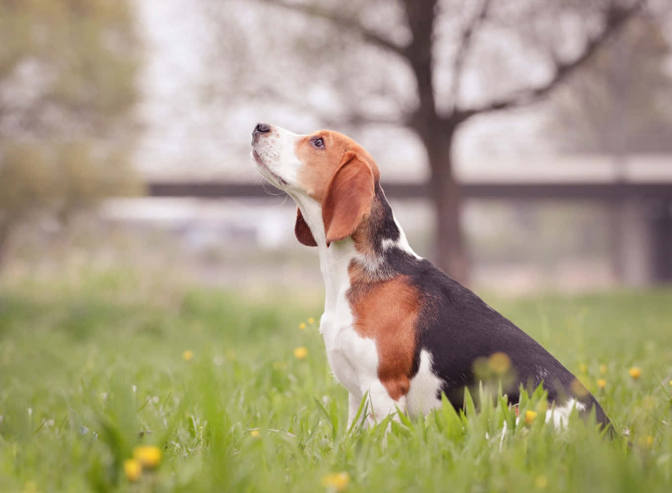 Uncachorro Beagle Feliz Buscando Una Aventura.