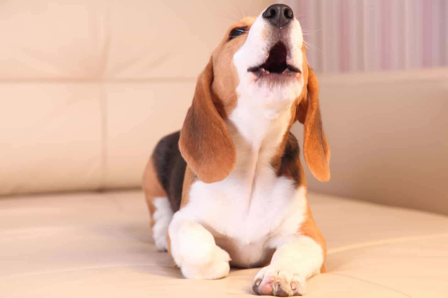 Adorávelfilhote De Beagle Ao Ar Livre