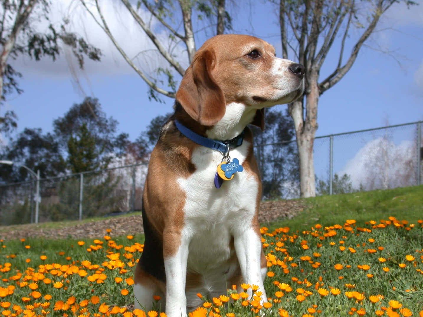 Adorable Beagle Enjoying a Scenic View