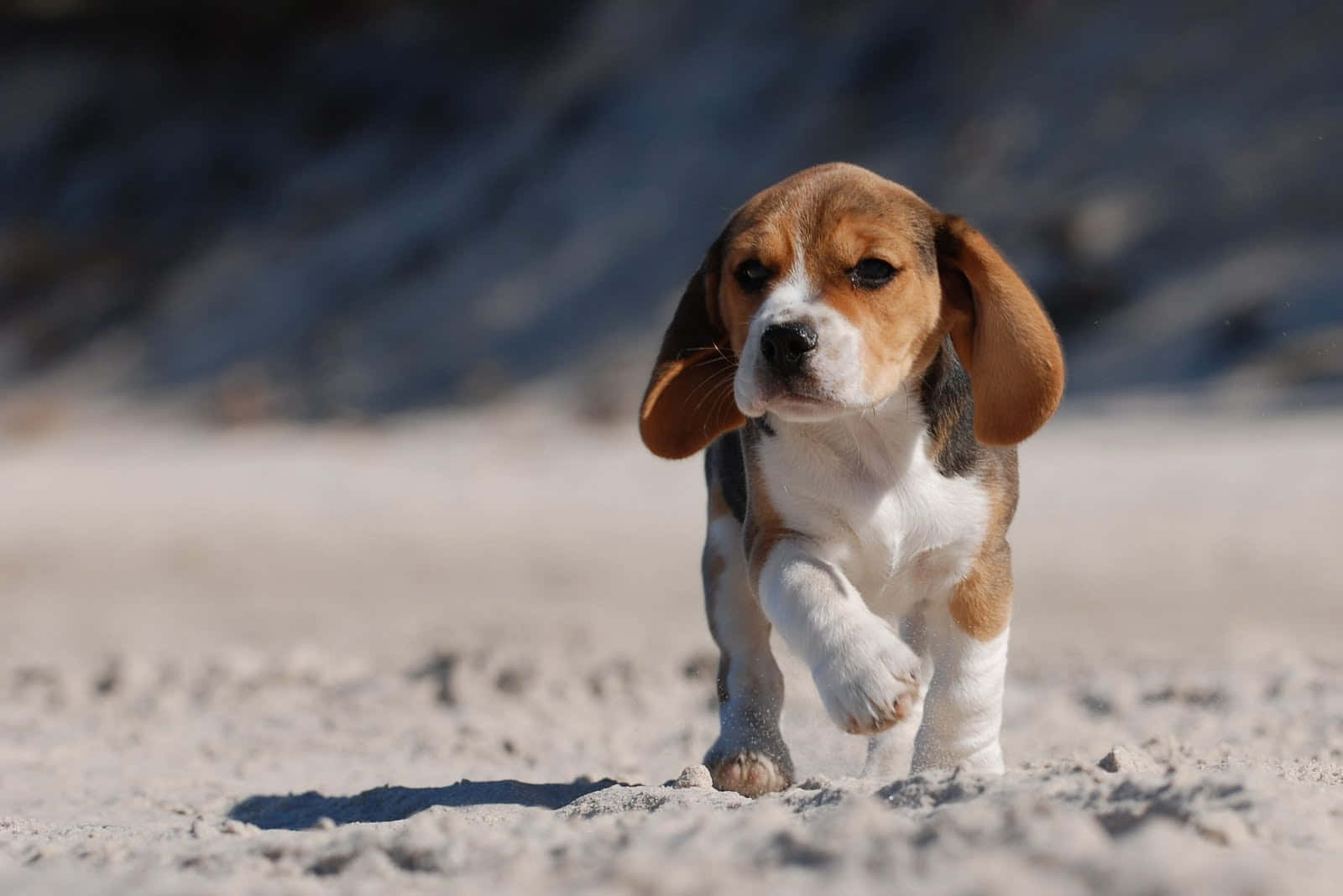 Uppskattarskönheten Hos En Vänlig Beagle.