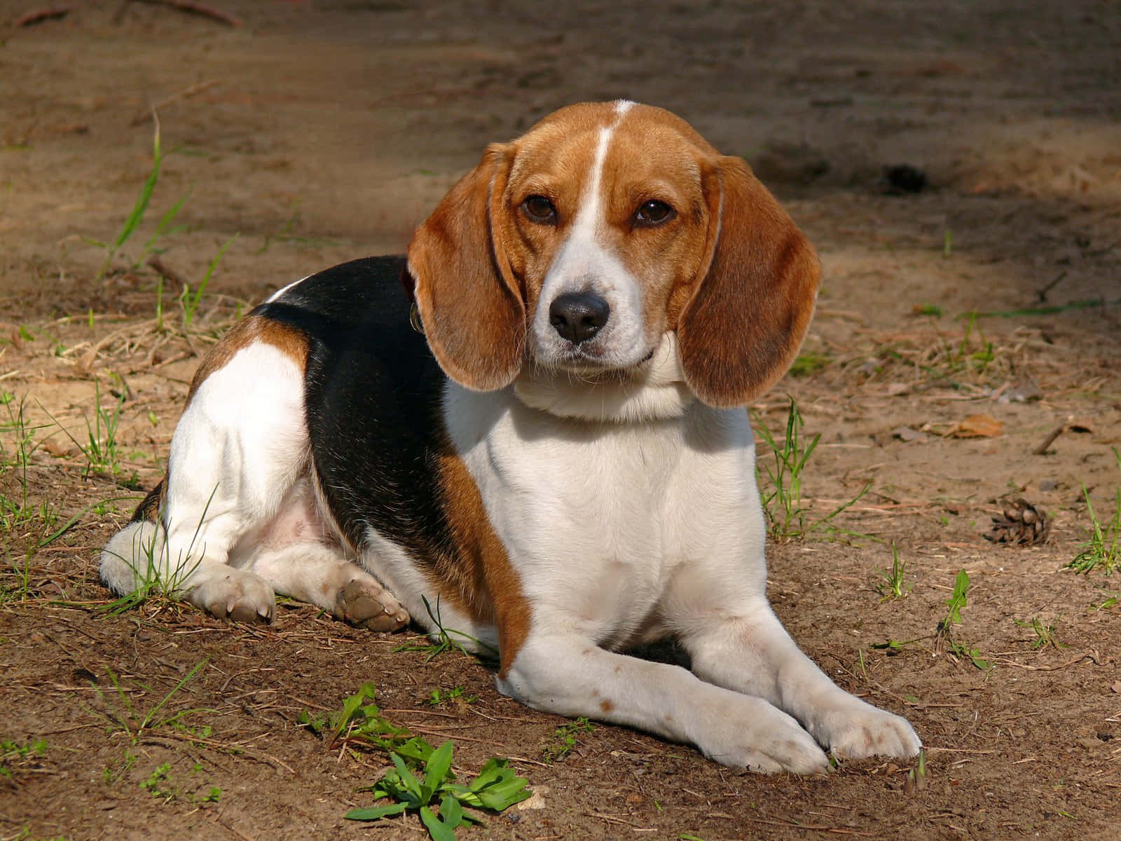"A beagle smiles and shines as it sits in the sun"