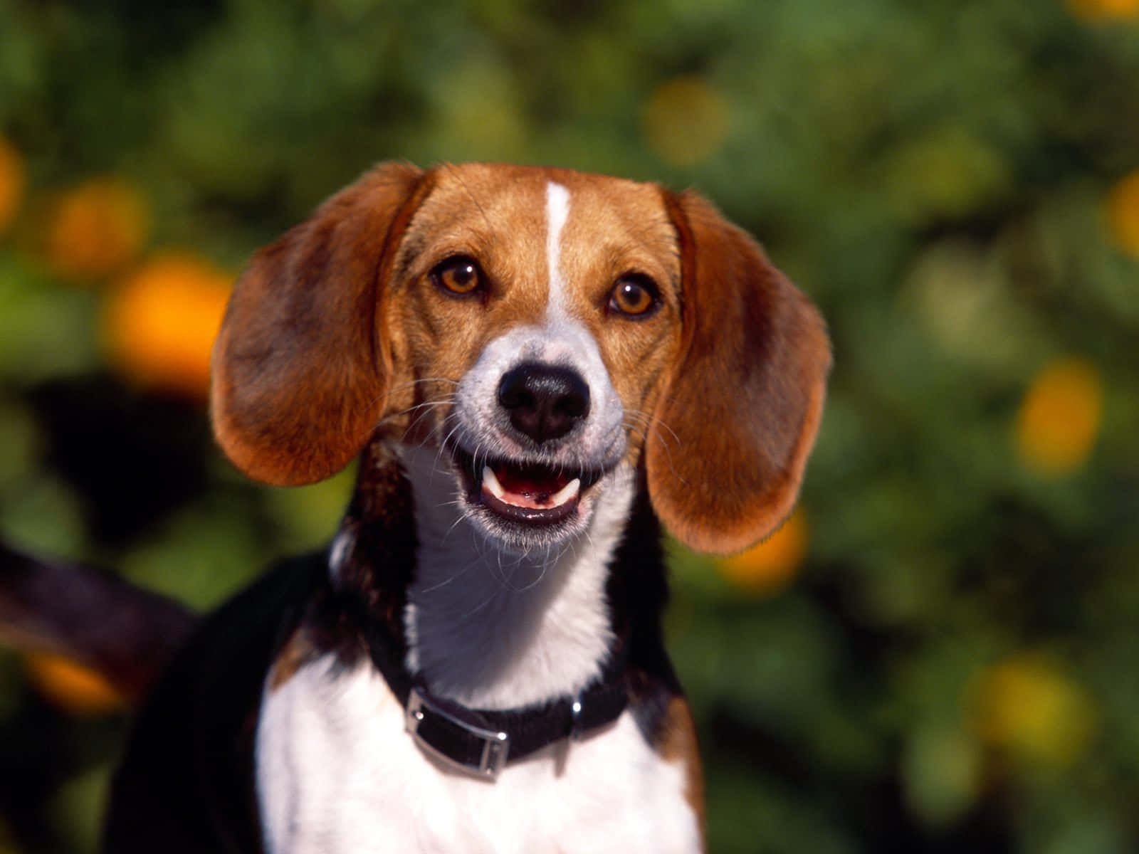 A happy Beagle pup ready for a walk!