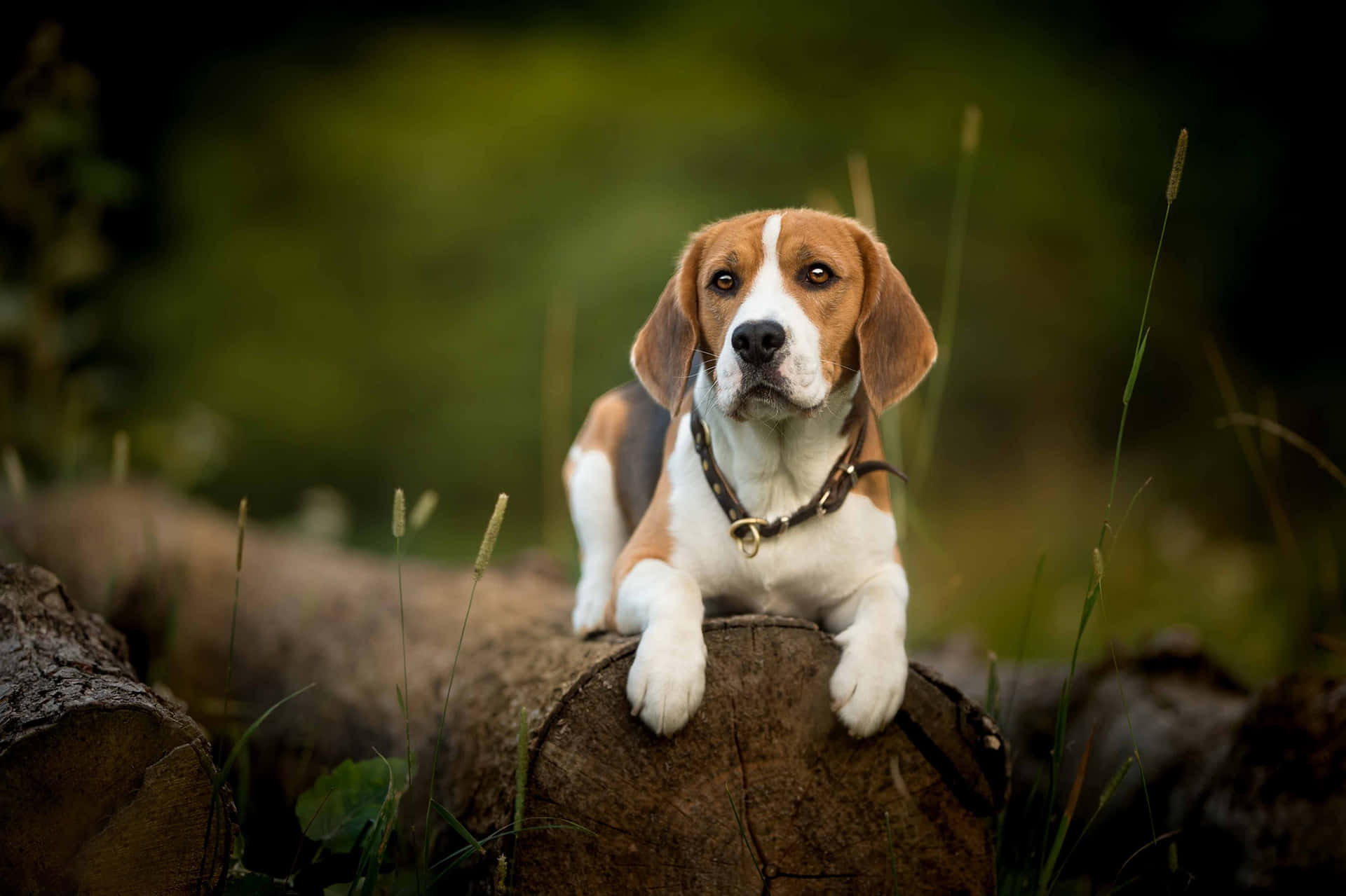 Adorable Beagle Puppy with Endearing Expression