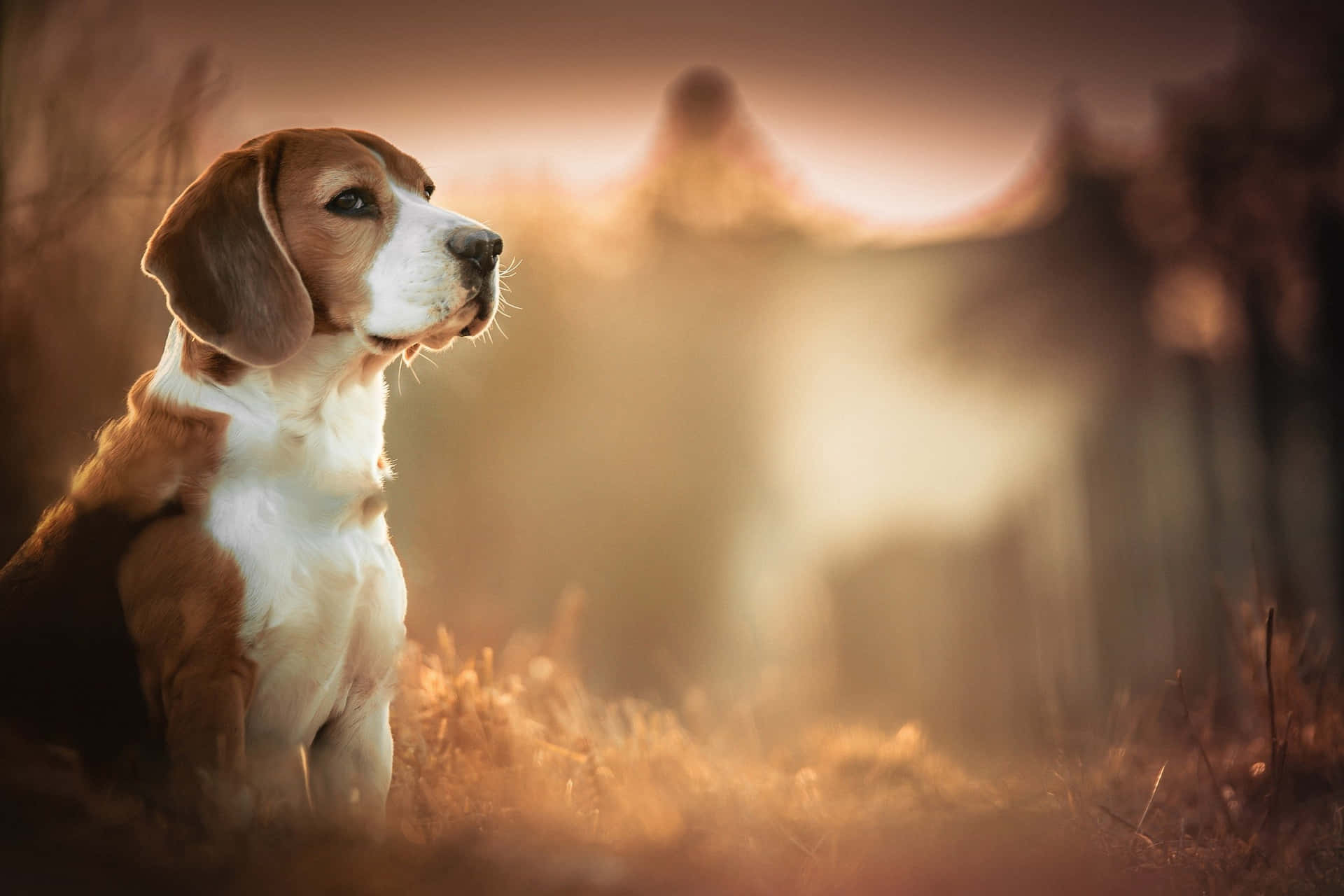 Bilddenna Fluffiga Beagle Är Redo För En Promenad!