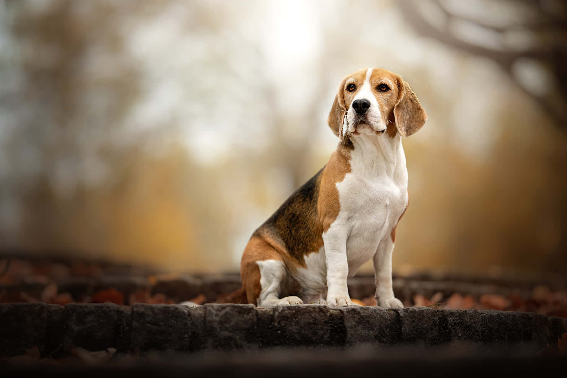 Cute Beagle pup enjoying a walk outdoors