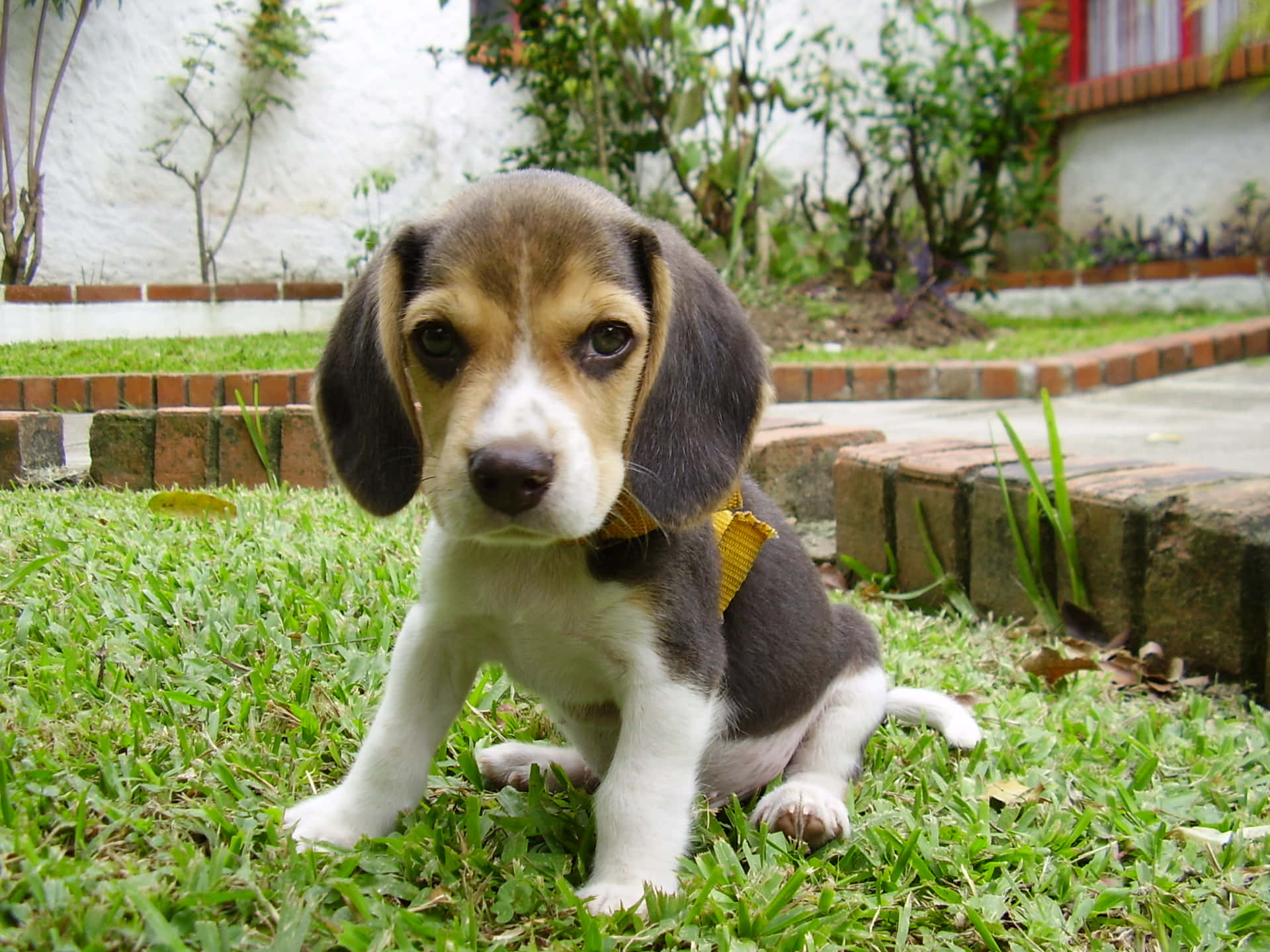 Adorable beagle enjoys a sunny day