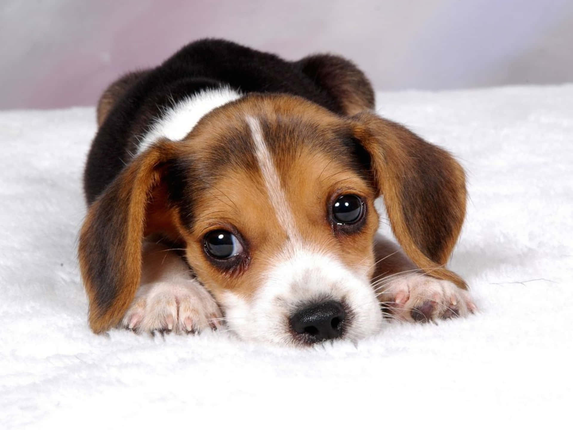 Cachorrode Beagle Acostado Sobre Una Manta Blanca