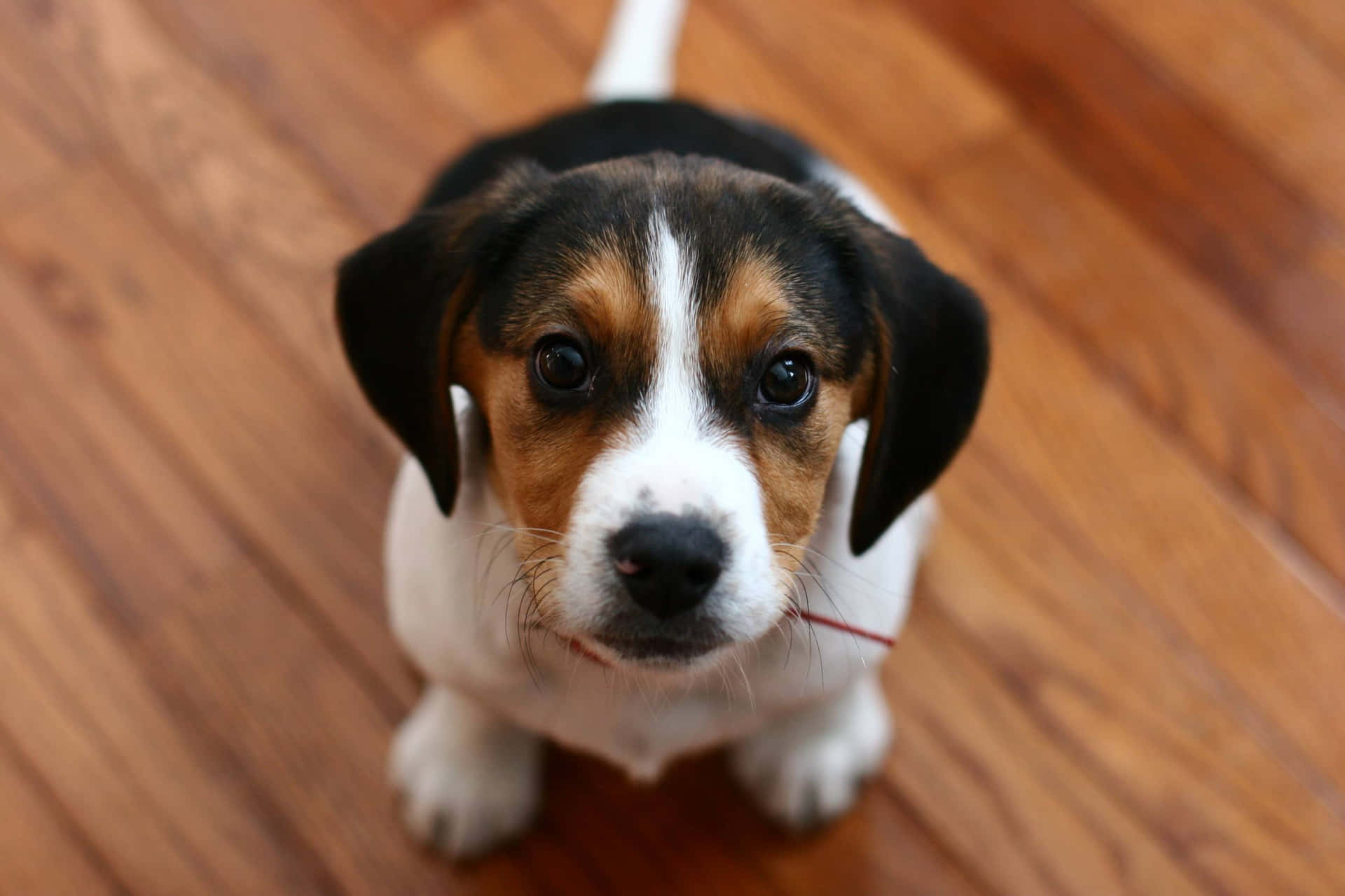 Cucciolodi Beagle Carino