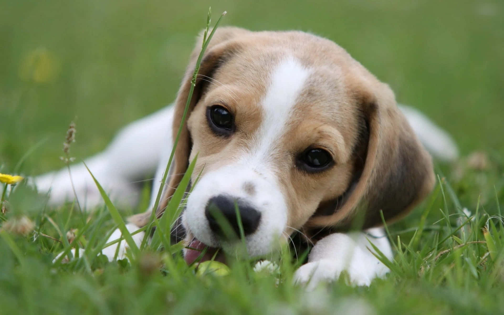 This adorable Beagle puppy is ready to snuggle up and get cozy