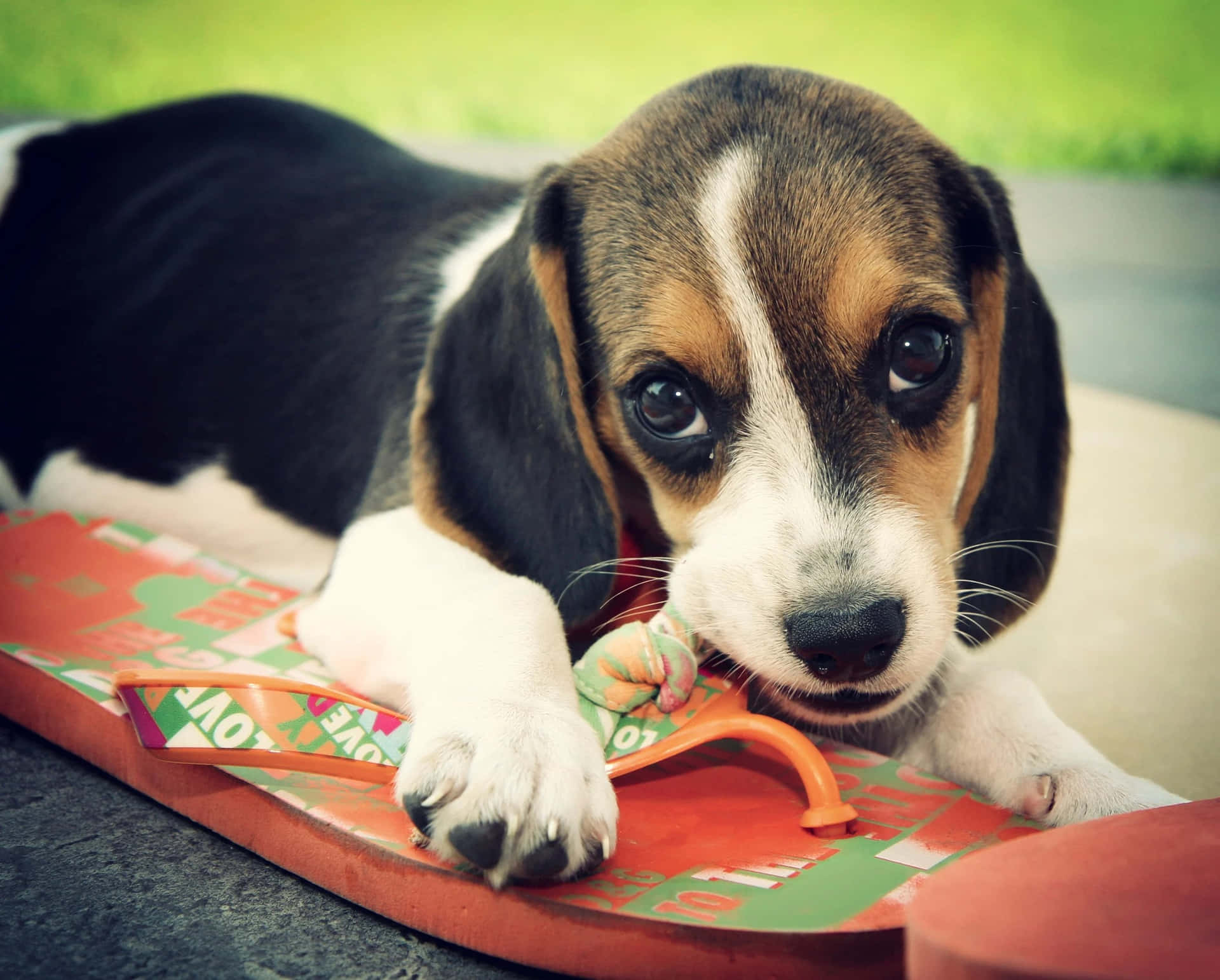Einglücklicher Beagle-welpe Genießt Einen Sonnigen Tag.