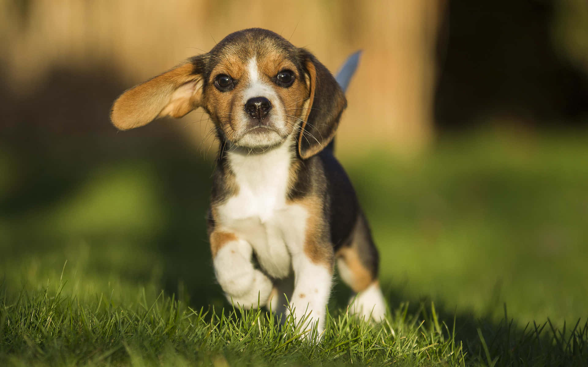 Cute beagle pup looking up with curiosity