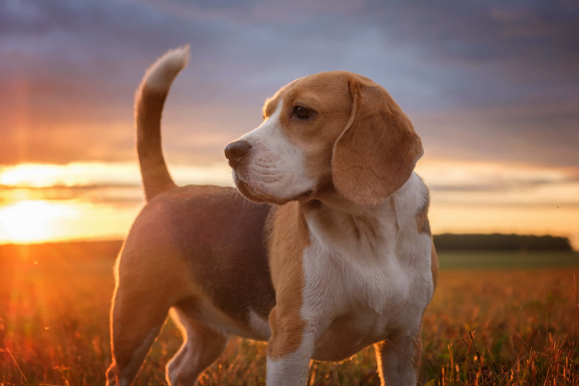 A cheerful beagle puppy wagging its tail.