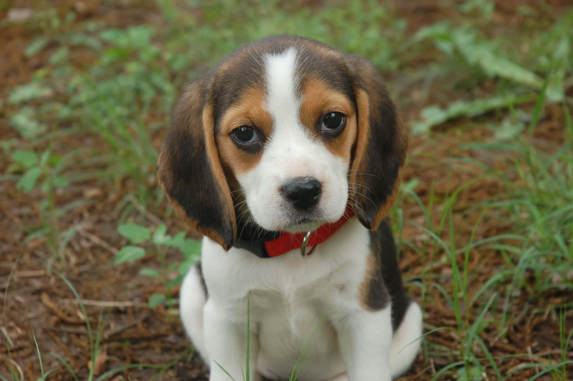 A happy Beagle pup lounging in the grass