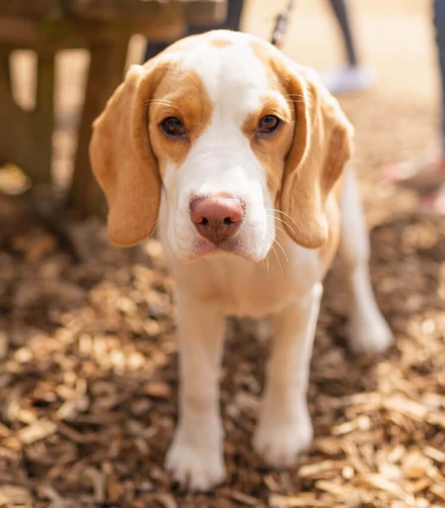 An adorable beagle pup looks eagerly up at the camera