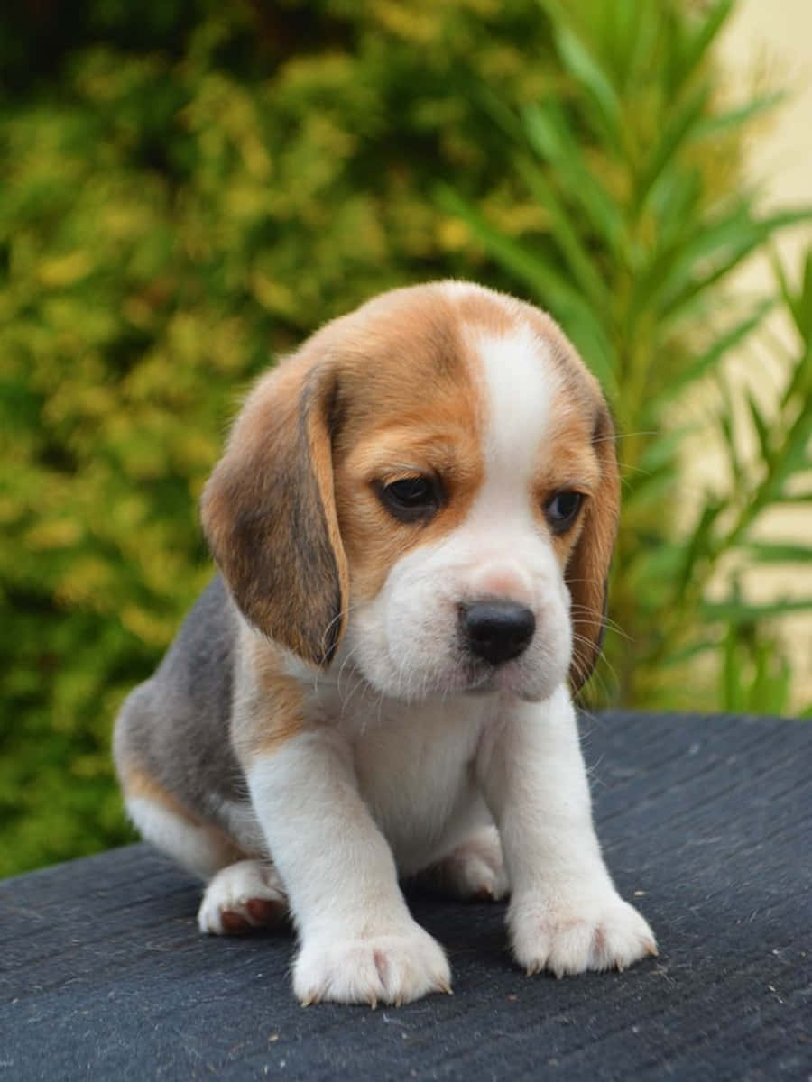 Adorable Beagle Puppy Smiling