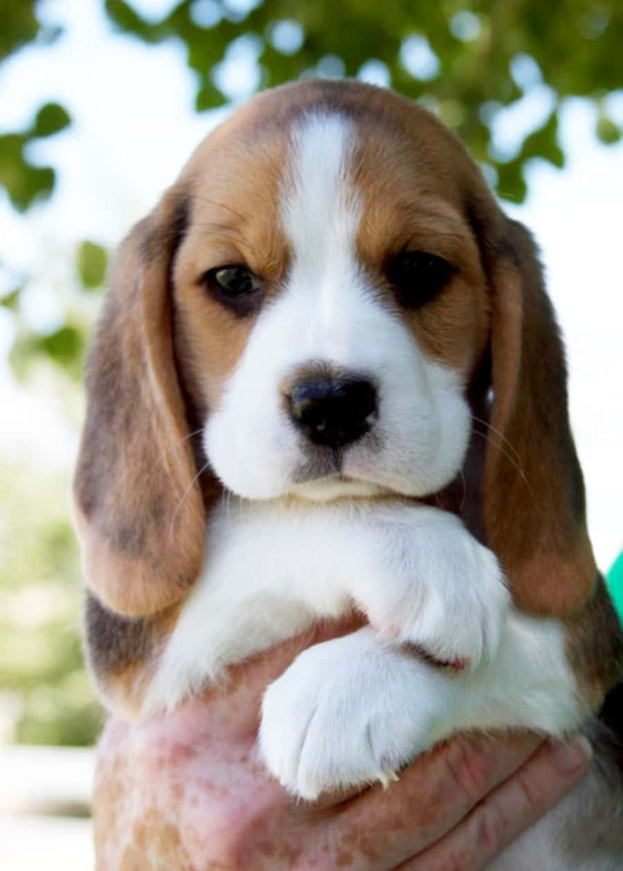 Adorable Beagle with an endearing look