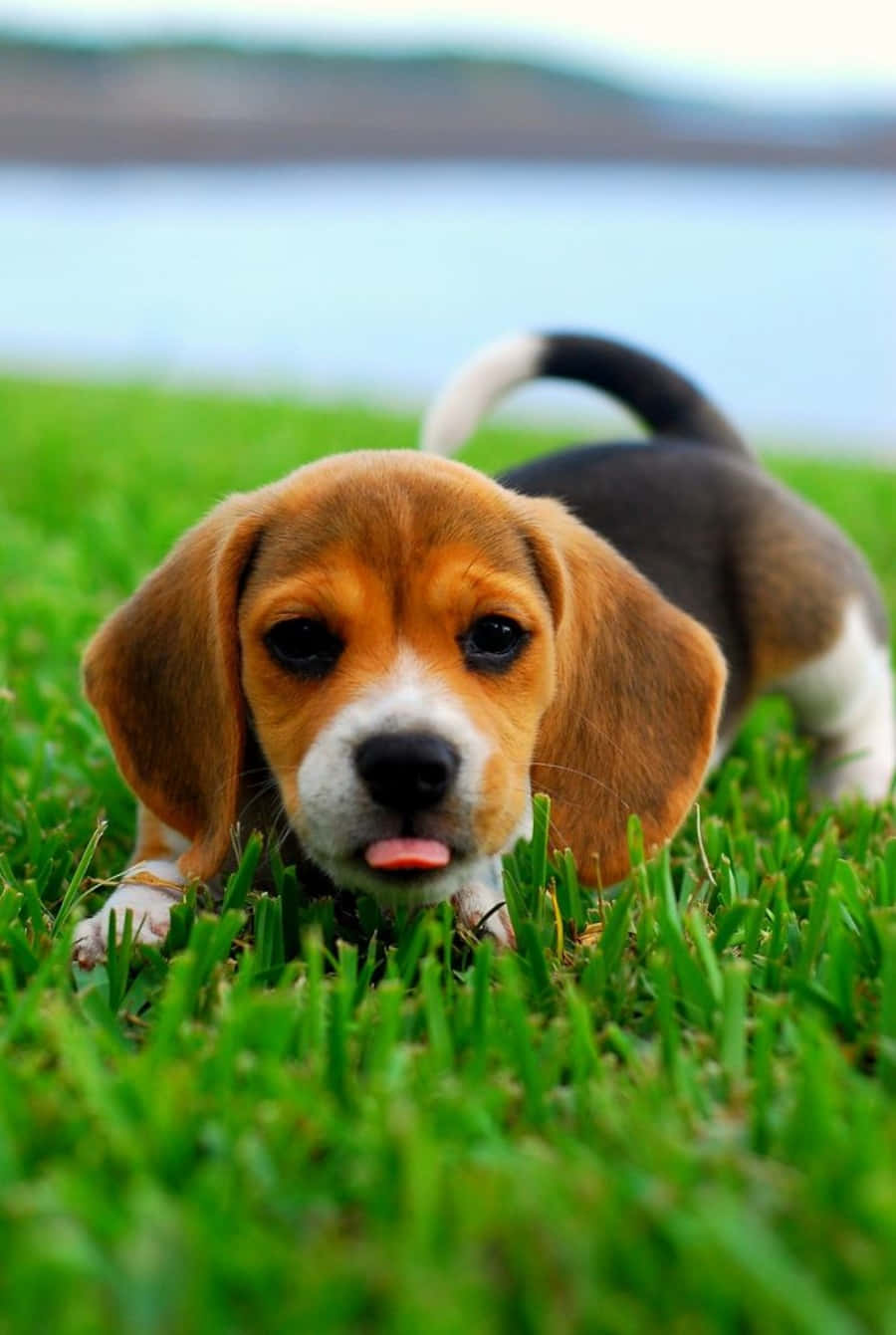 Adorable Beagle pup with big floppy ears