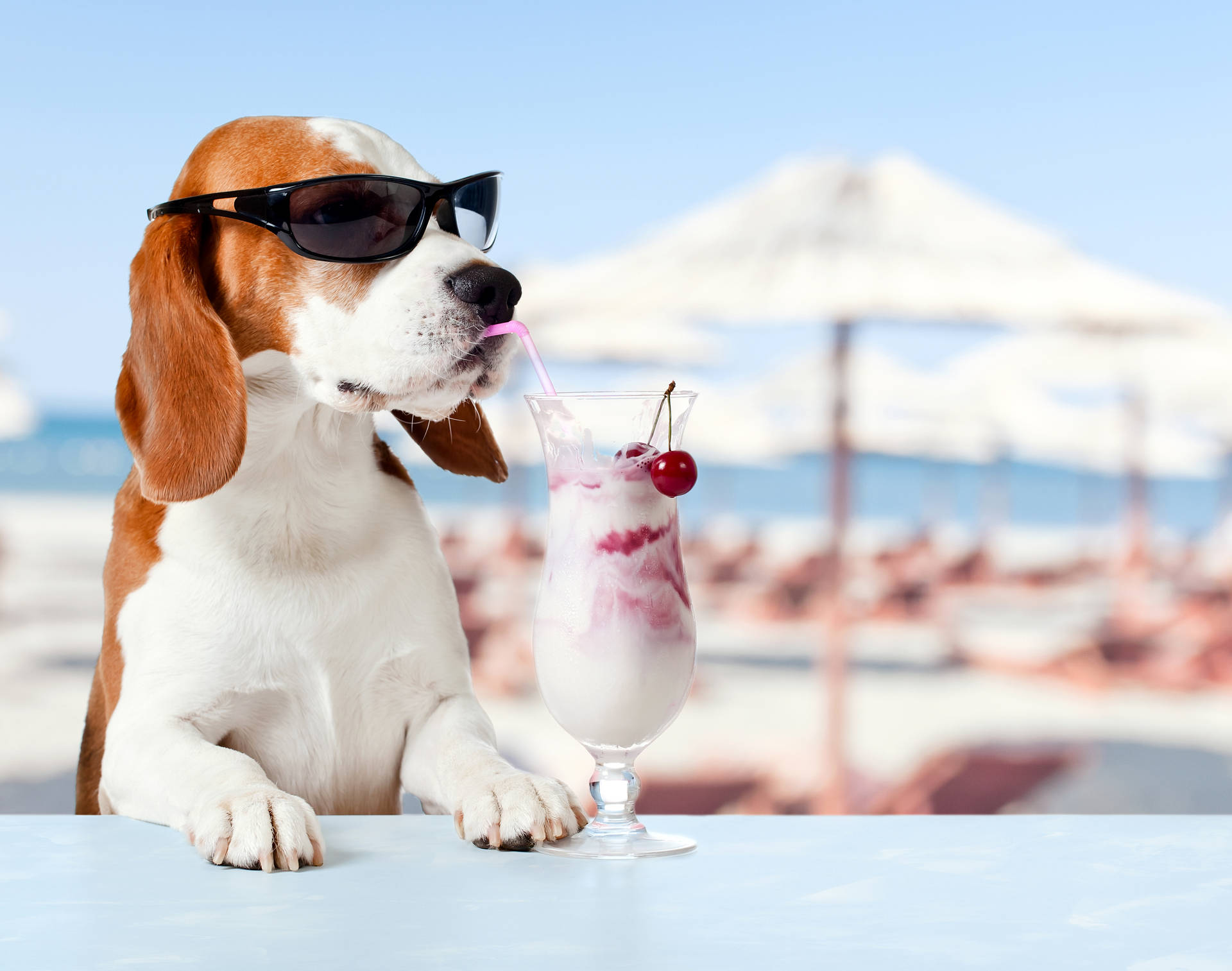 Free Beagle Wallpaper Downloads, [100+] Beagle Wallpapers for FREE |  