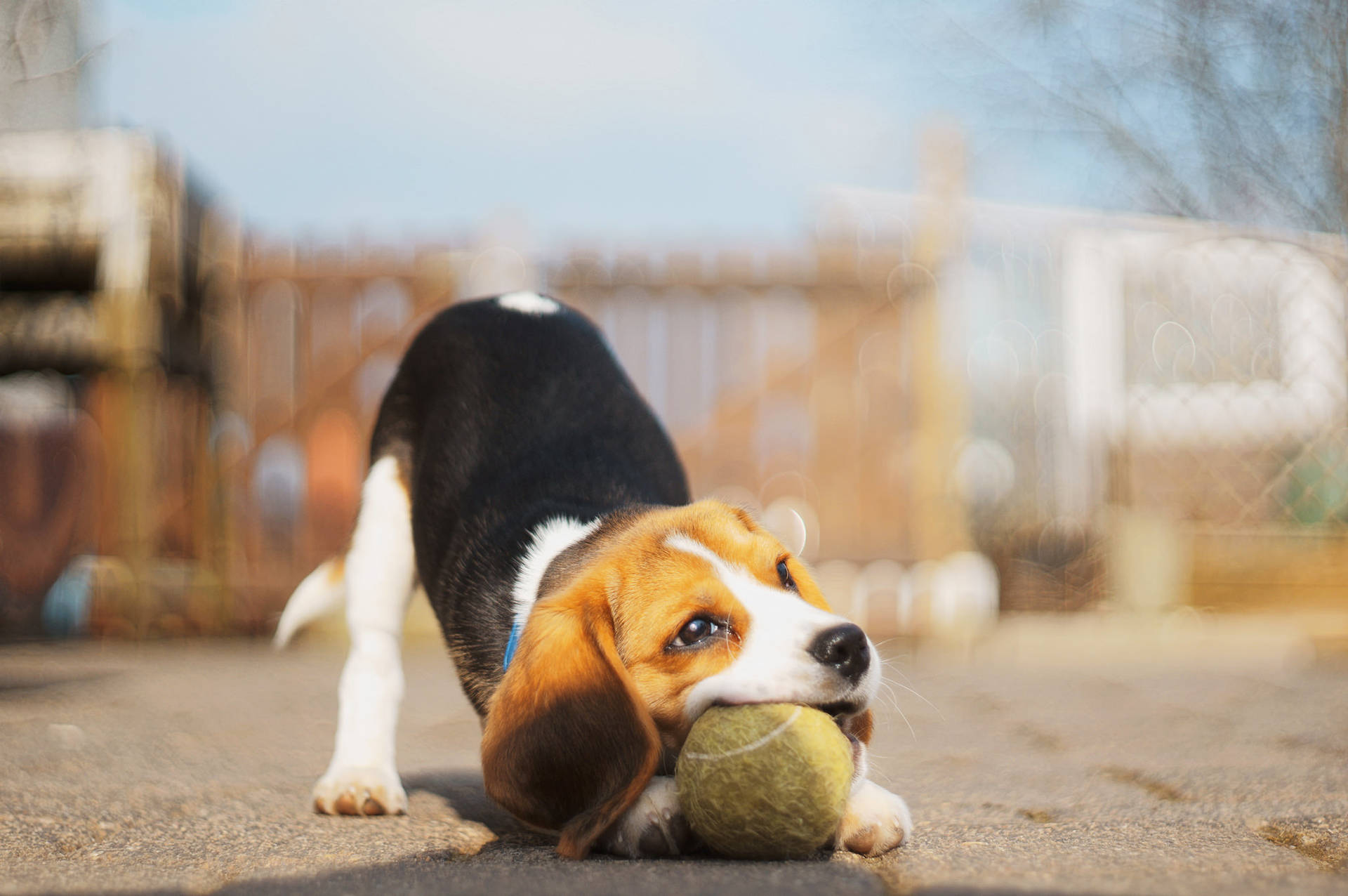 Beagle Biting A Tennis Ball Wallpaper