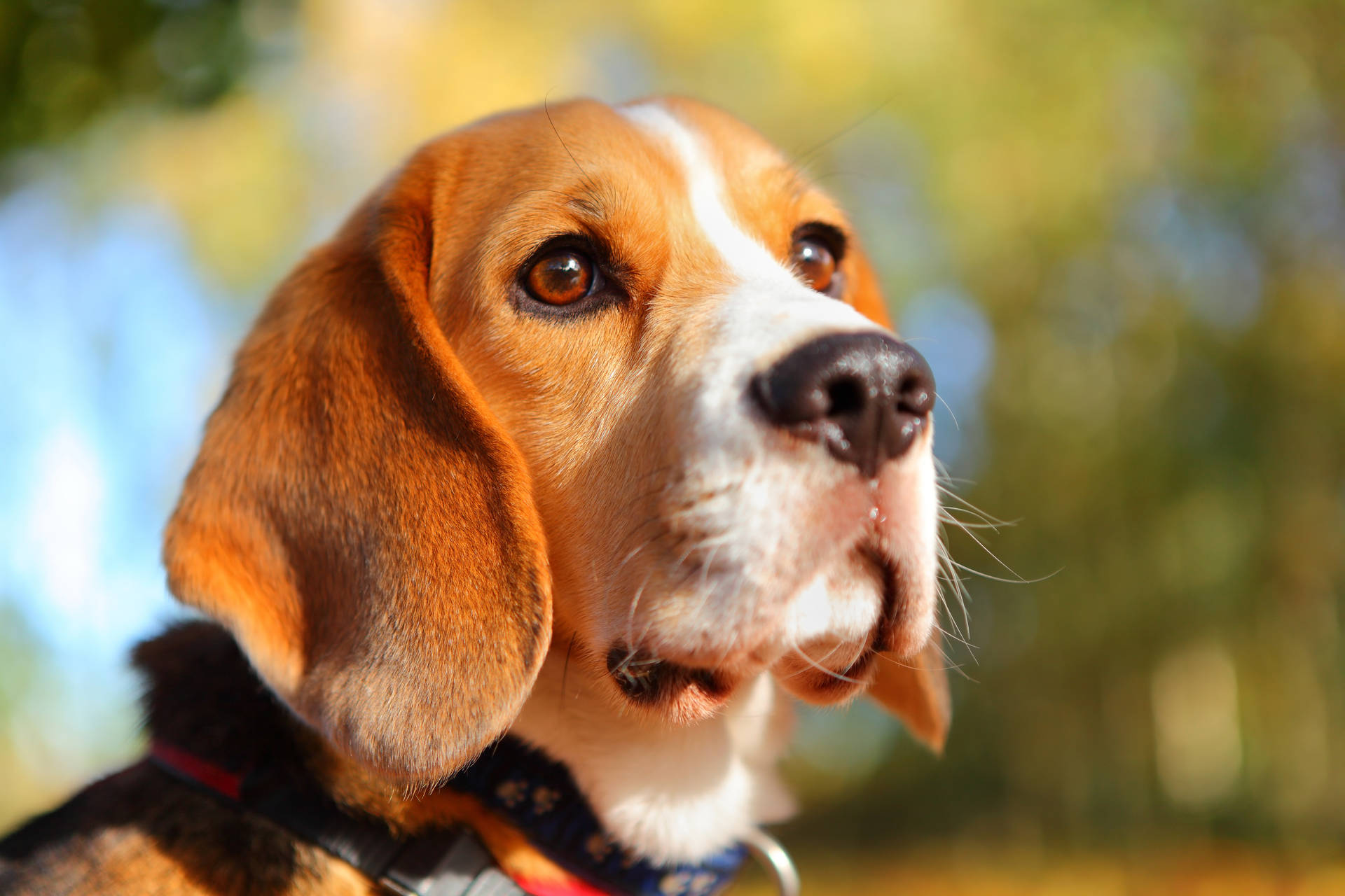 Beagle Close-Up Wallpaper
