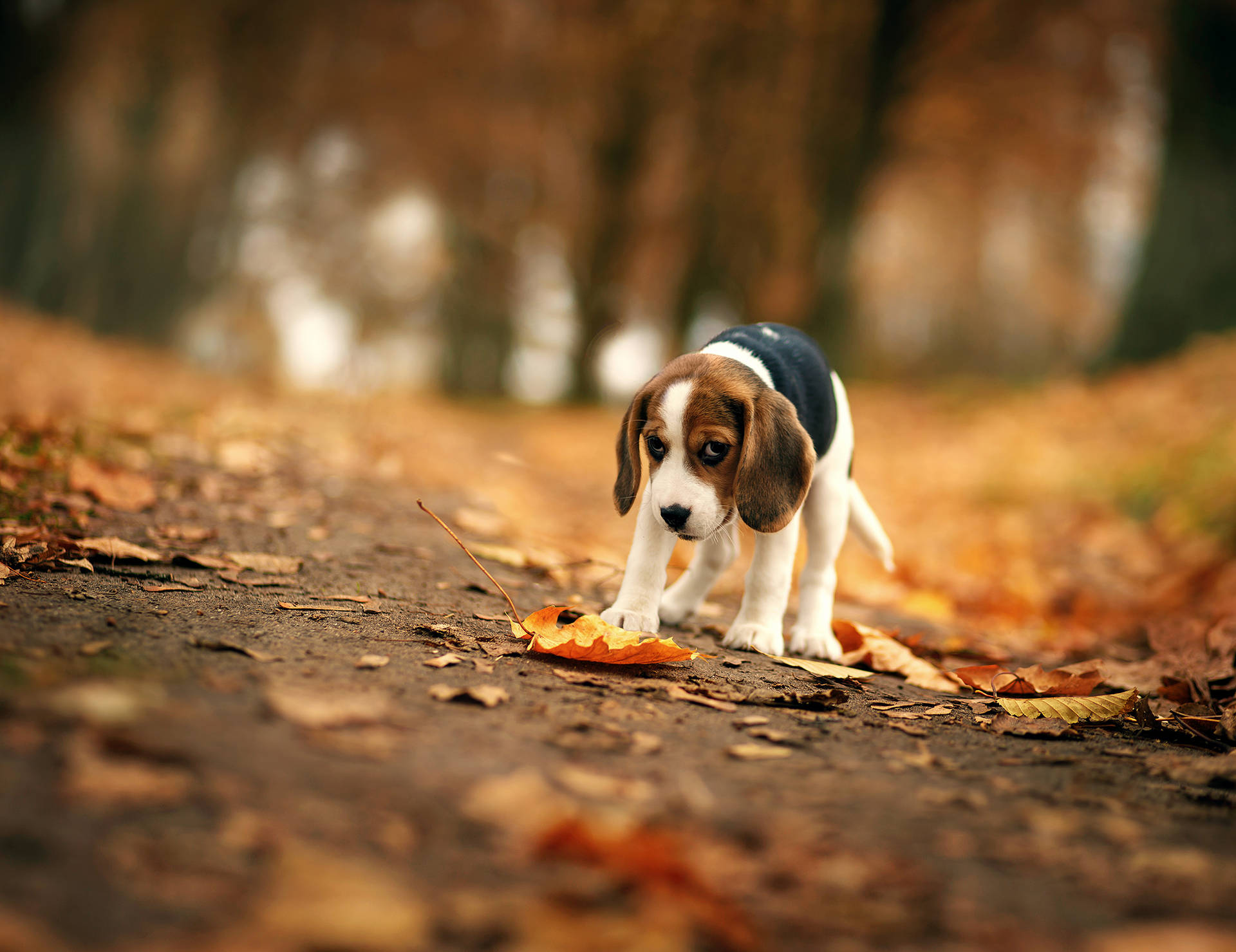 Beagle Dog And Maple Leaves Wallpaper