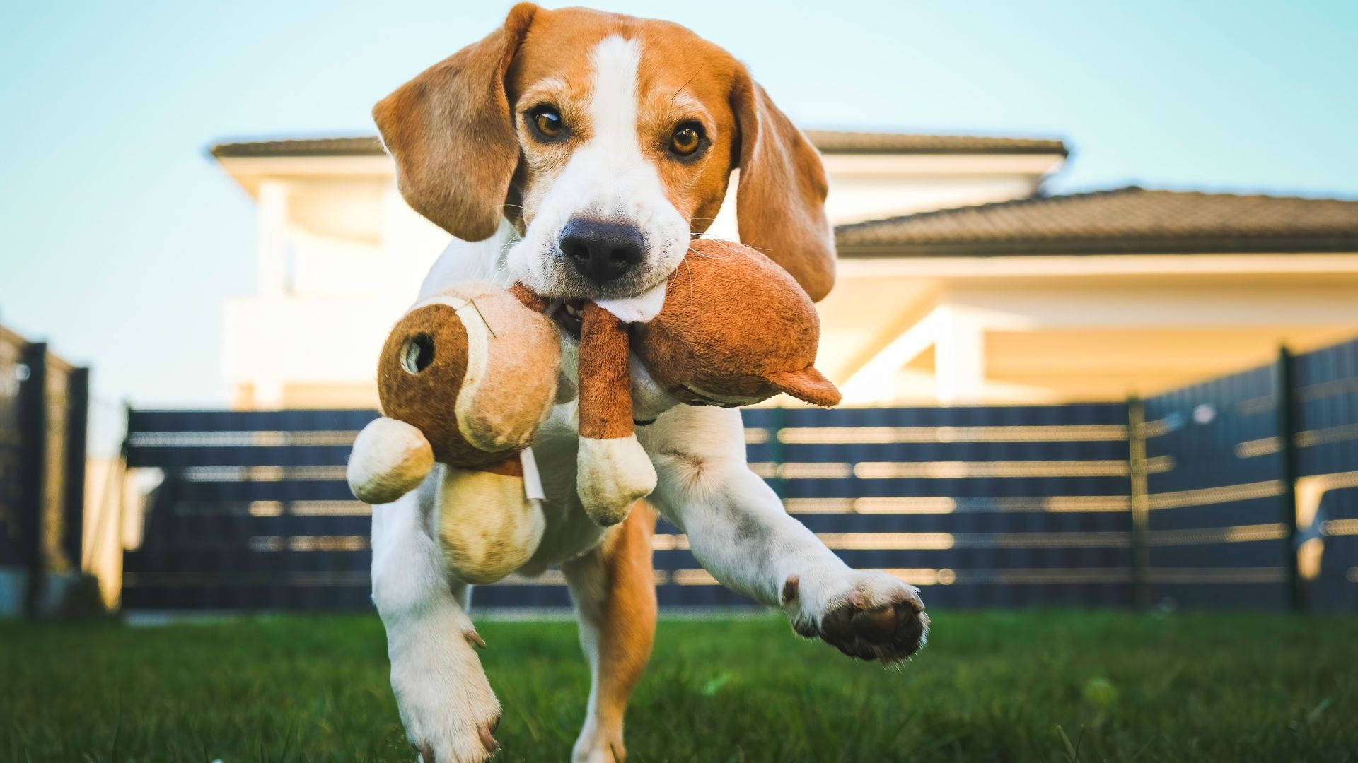 Beagle Dog Biting Stuffed Toy Wallpaper